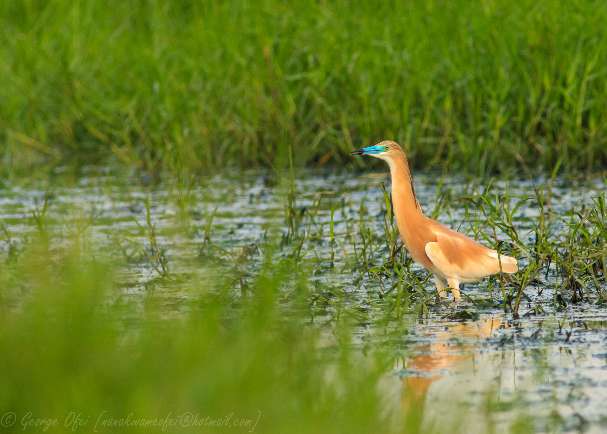 Canon EF 400mm F5.6L USM sample photo. Squacco heron  photography