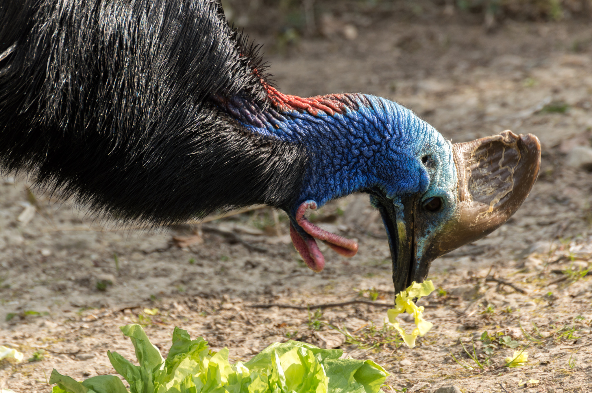Nikon D3200 sample photo. Casuarius casuarius photography