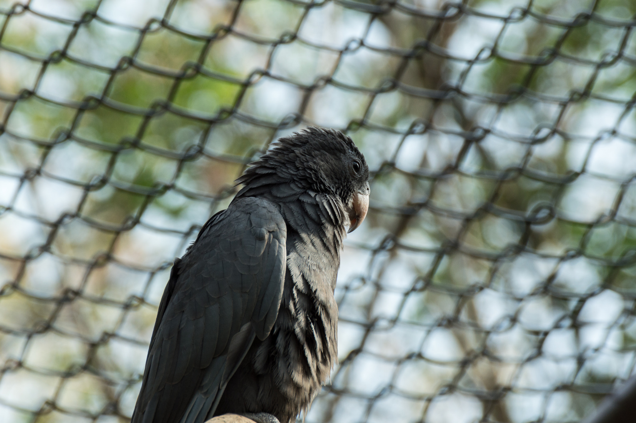 Nikon D3200 sample photo. Coracopsis vasa photography