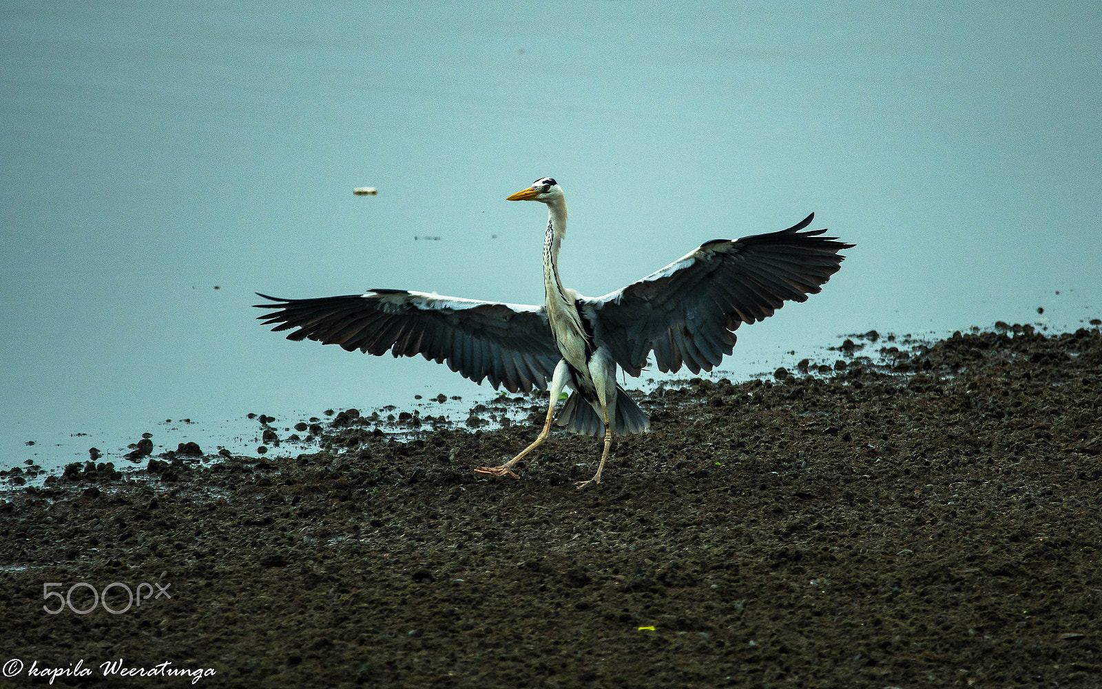 Sigma 150-600mm F5-6.3 DG OS HSM | S sample photo. Dancing grey heron photography