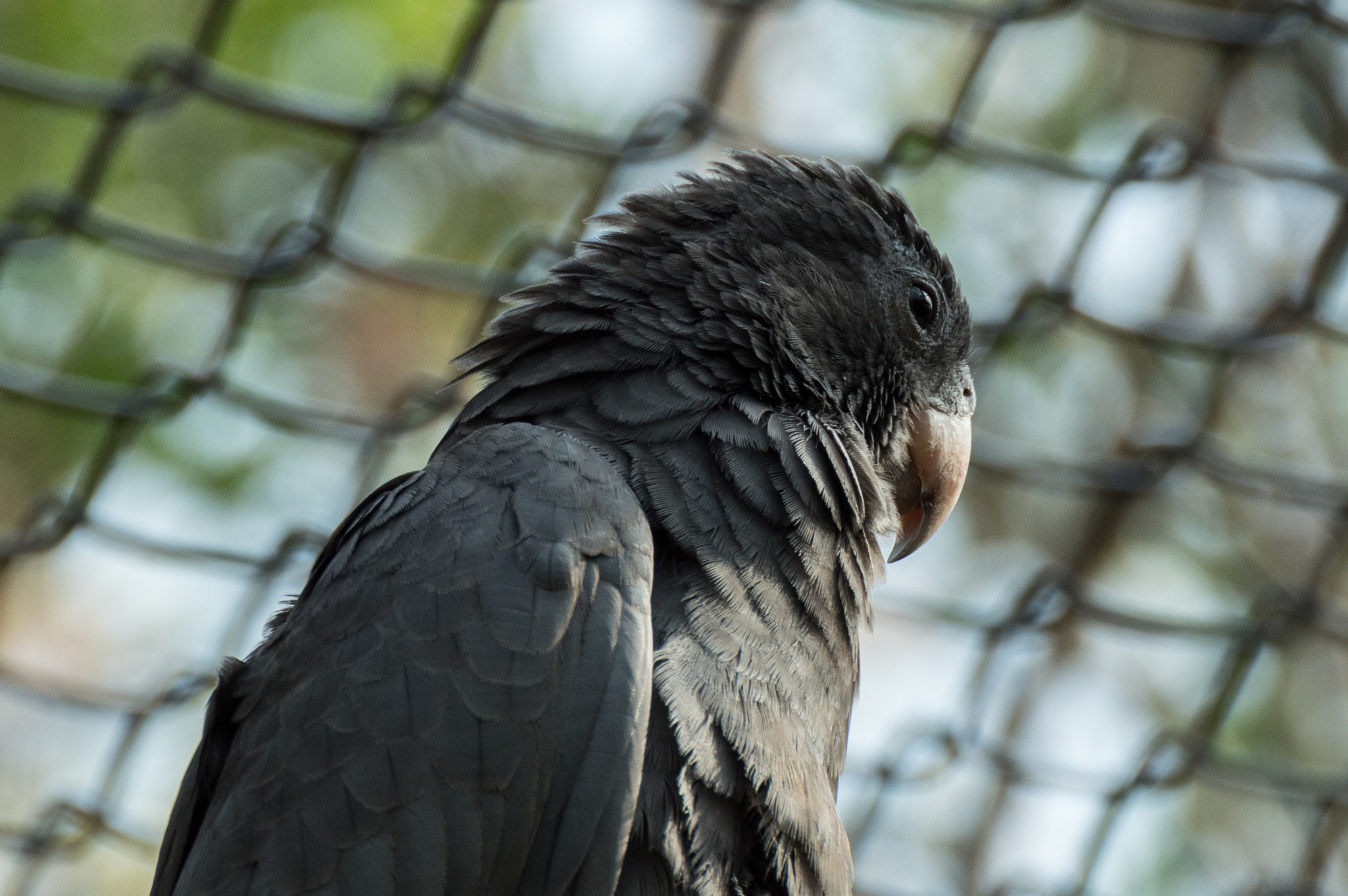 Nikon D3200 sample photo. Coracopsis vasa photography