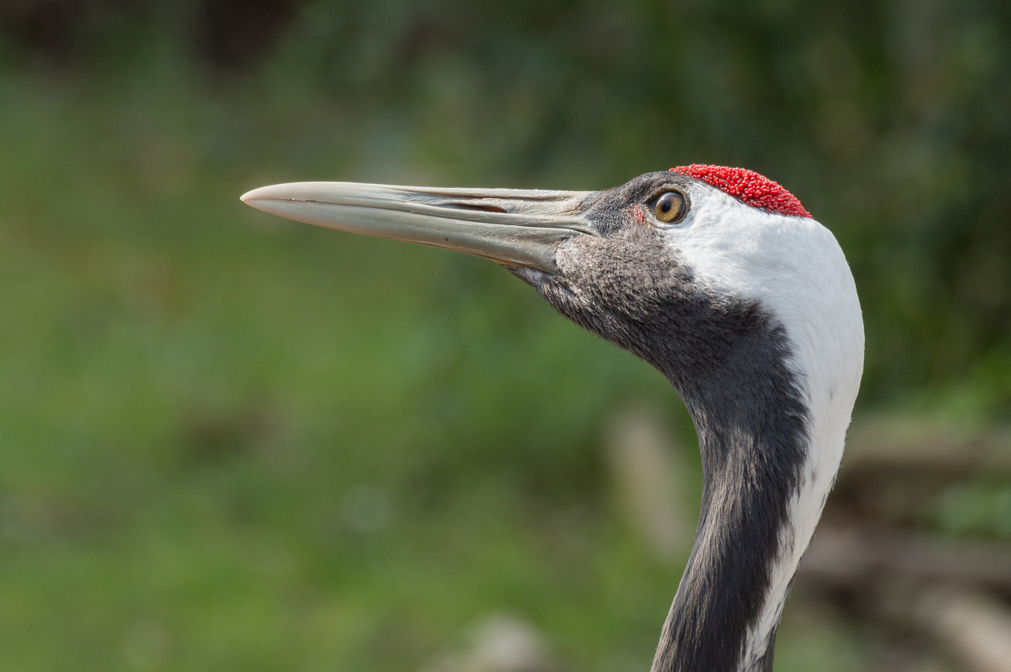 Nikon D3200 sample photo. Grus japonensis photography