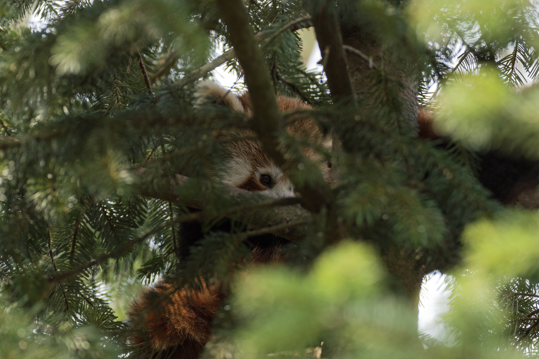 Nikon D3200 sample photo. Ailurus fulgens photography