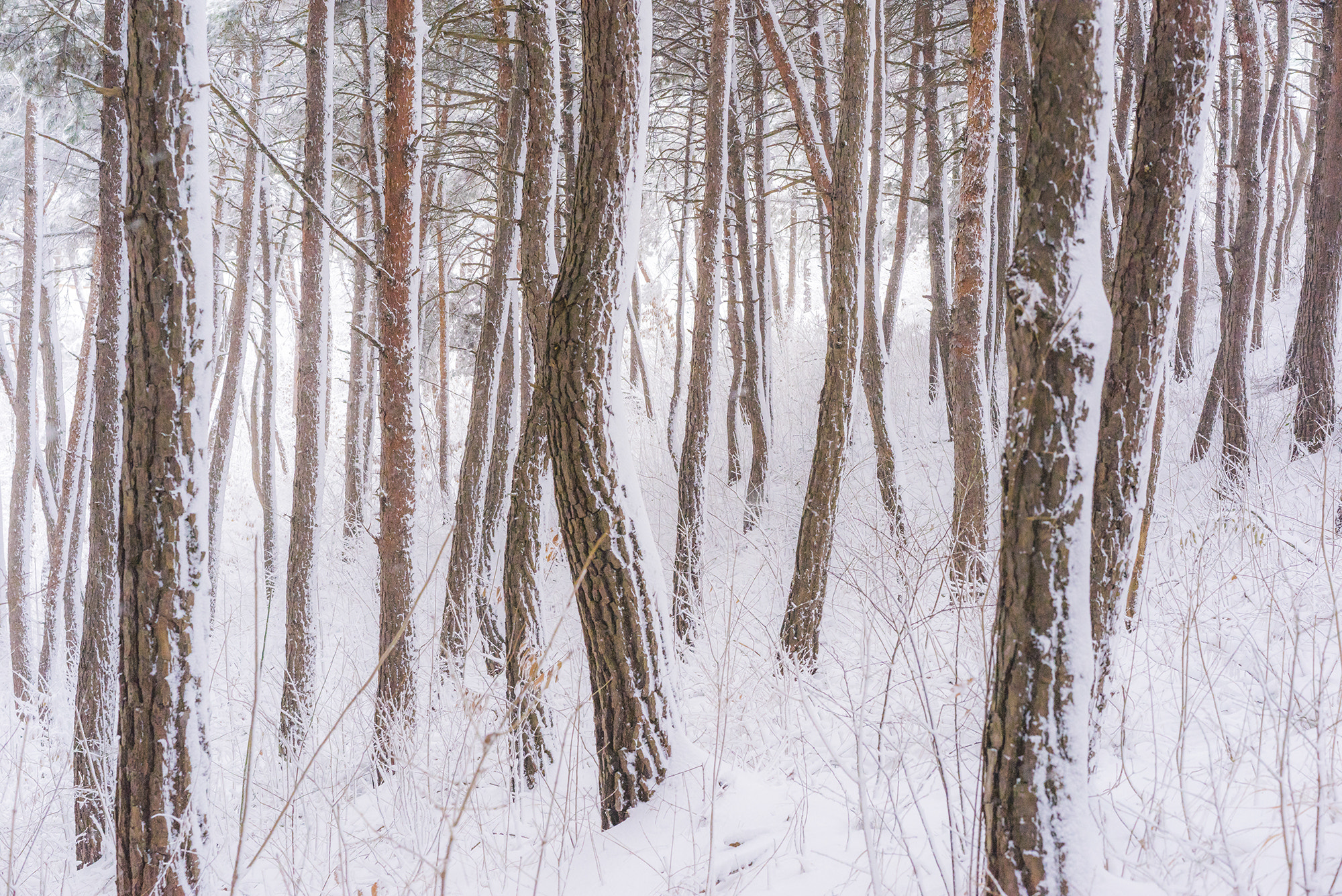 Sony a7R + Sony Sonnar T* FE 55mm F1.8 ZA sample photo. Winter forest photography