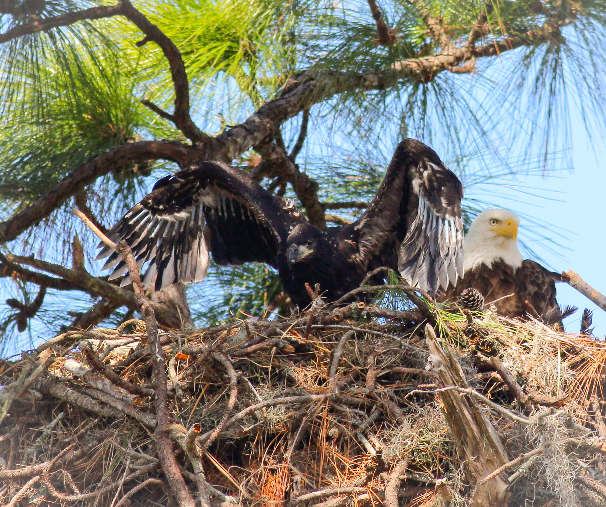 Canon EOS 600D (Rebel EOS T3i / EOS Kiss X5) + Canon EF 400mm F5.6L USM sample photo. Eaglet in nest  photography