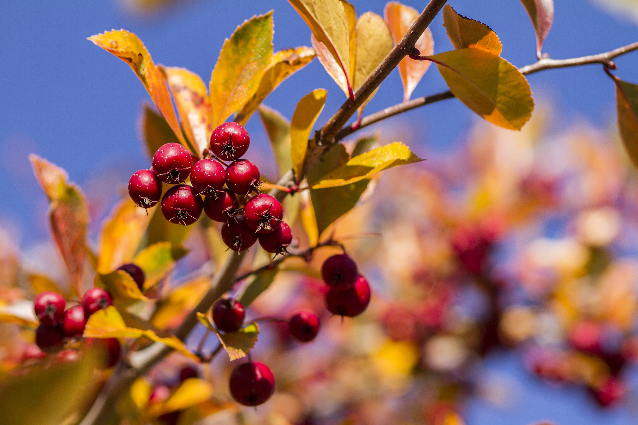 Canon EOS 7D + Sigma 105mm F2.8 EX DG Macro sample photo. Berries photography