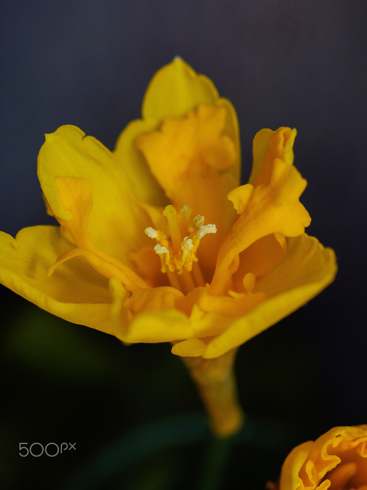 Olympus M.Zuiko Digital ED 60mm F2.8 Macro sample photo. Spring daffodil photography