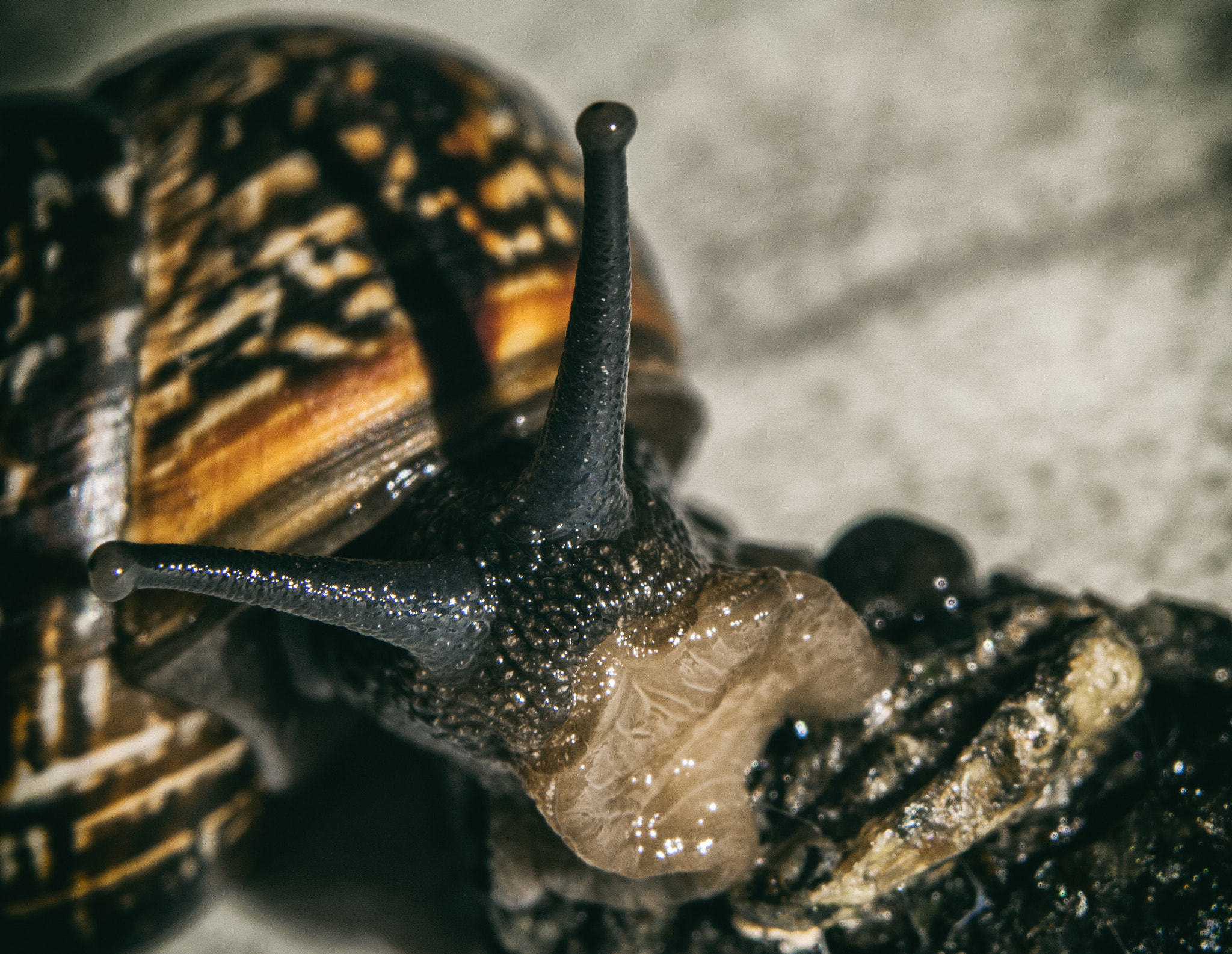 Olympus OM-D E-M5 II + Olympus M.Zuiko Digital 45mm F1.8 sample photo. Snail photography