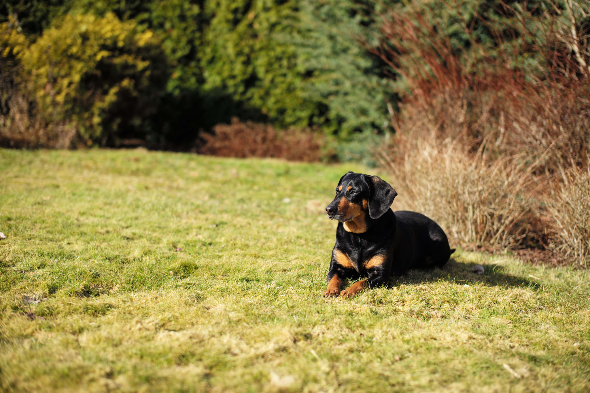 Leica Summilux-M 50mm F1.4 ASPH sample photo. Little black dog in the sun photography