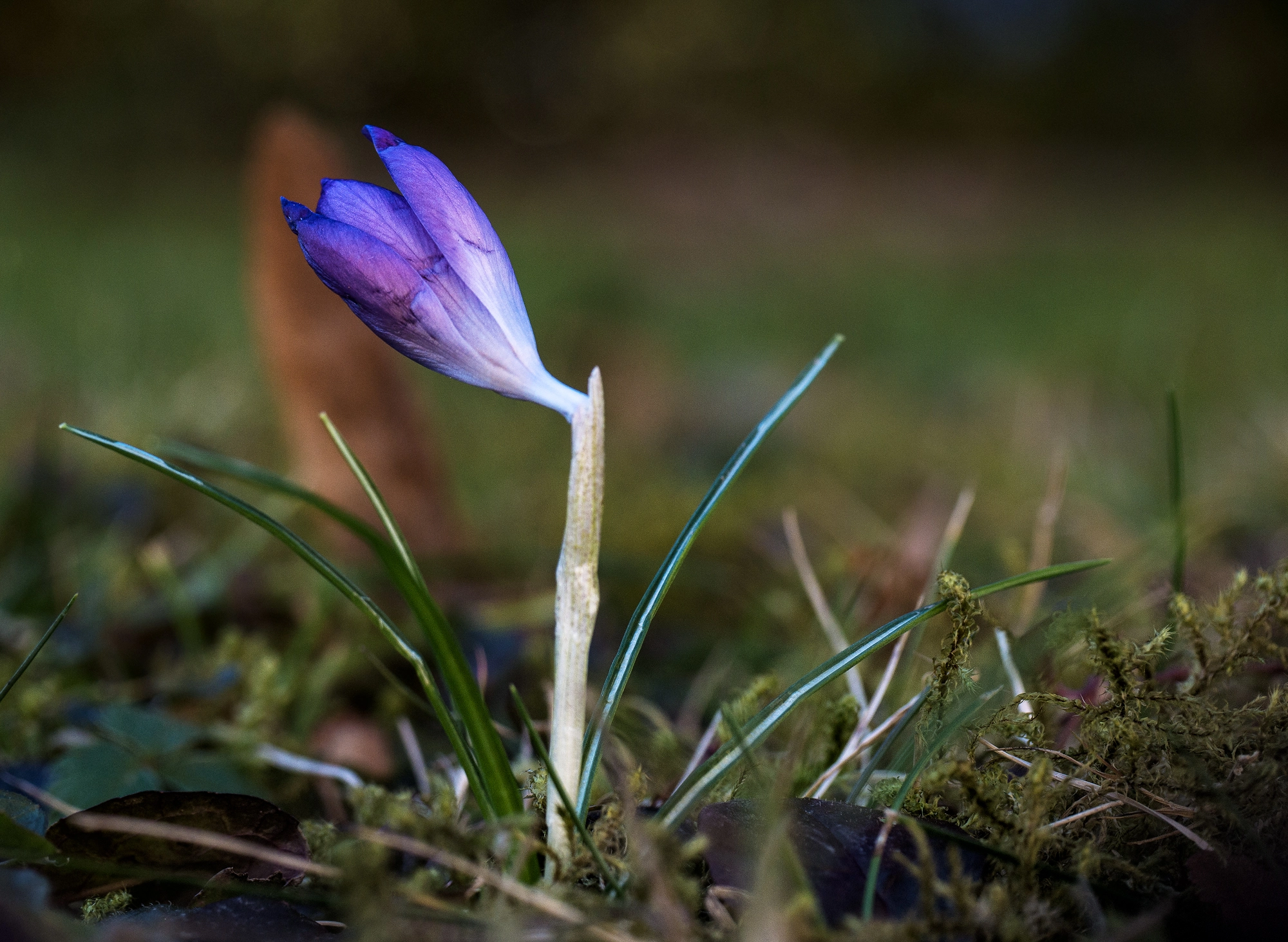 Panasonic Lumix DMC-GX7 sample photo. Iridaceae photography