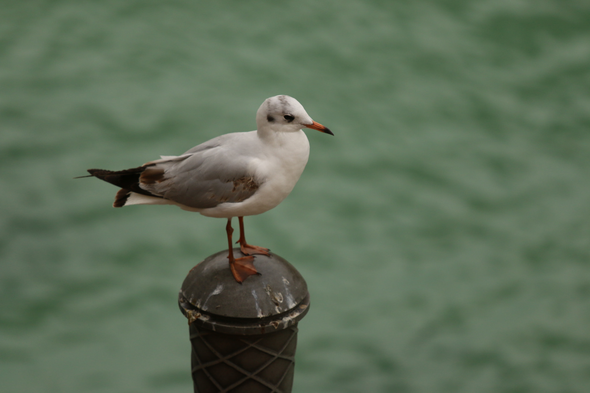 Canon EOS 70D + Canon EF 70-200mm F4L IS USM sample photo. Img photography