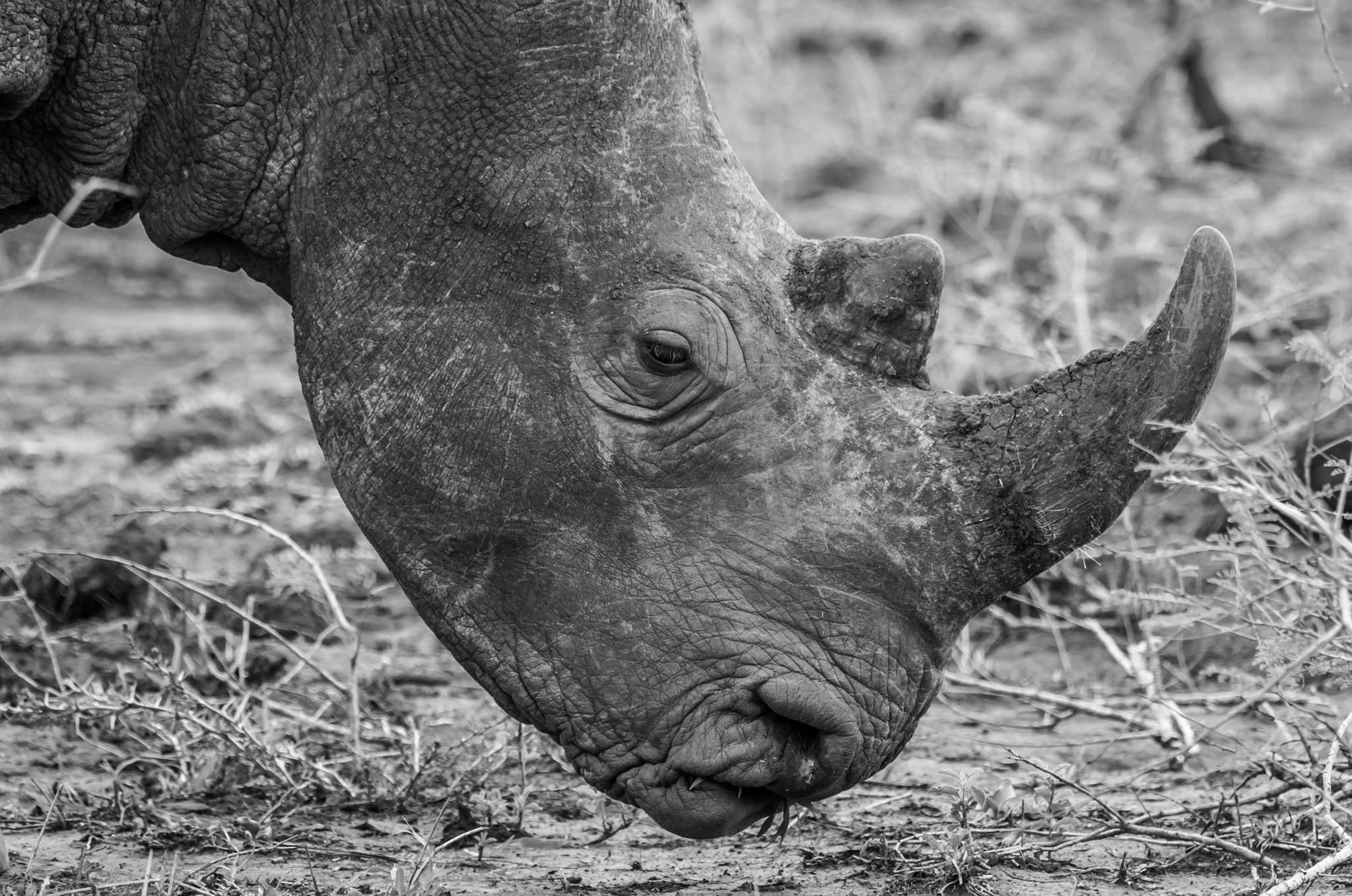 Pentax K-5 II sample photo. Rhino closeup photography