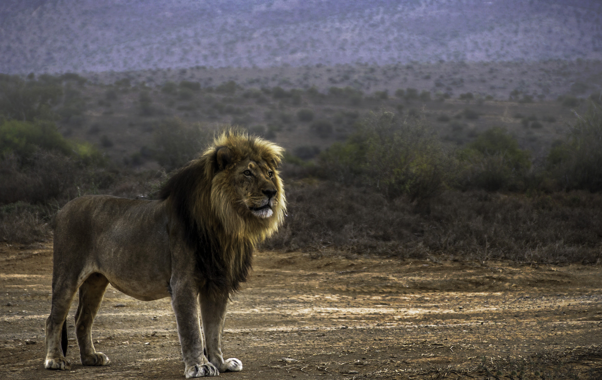 Sony DT 18-250mm F3.5-6.3 sample photo. Lion king photography