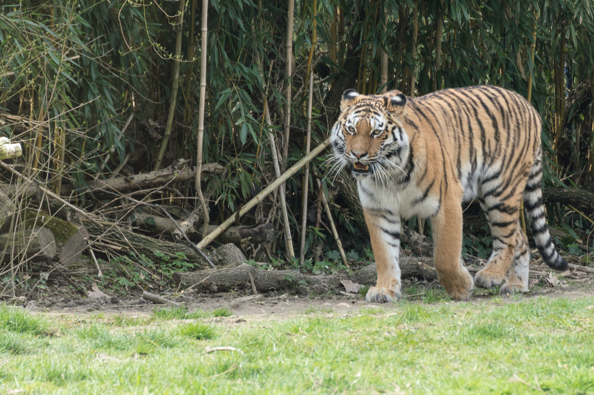 Nikon D3200 sample photo. Panthera tigris altaica photography