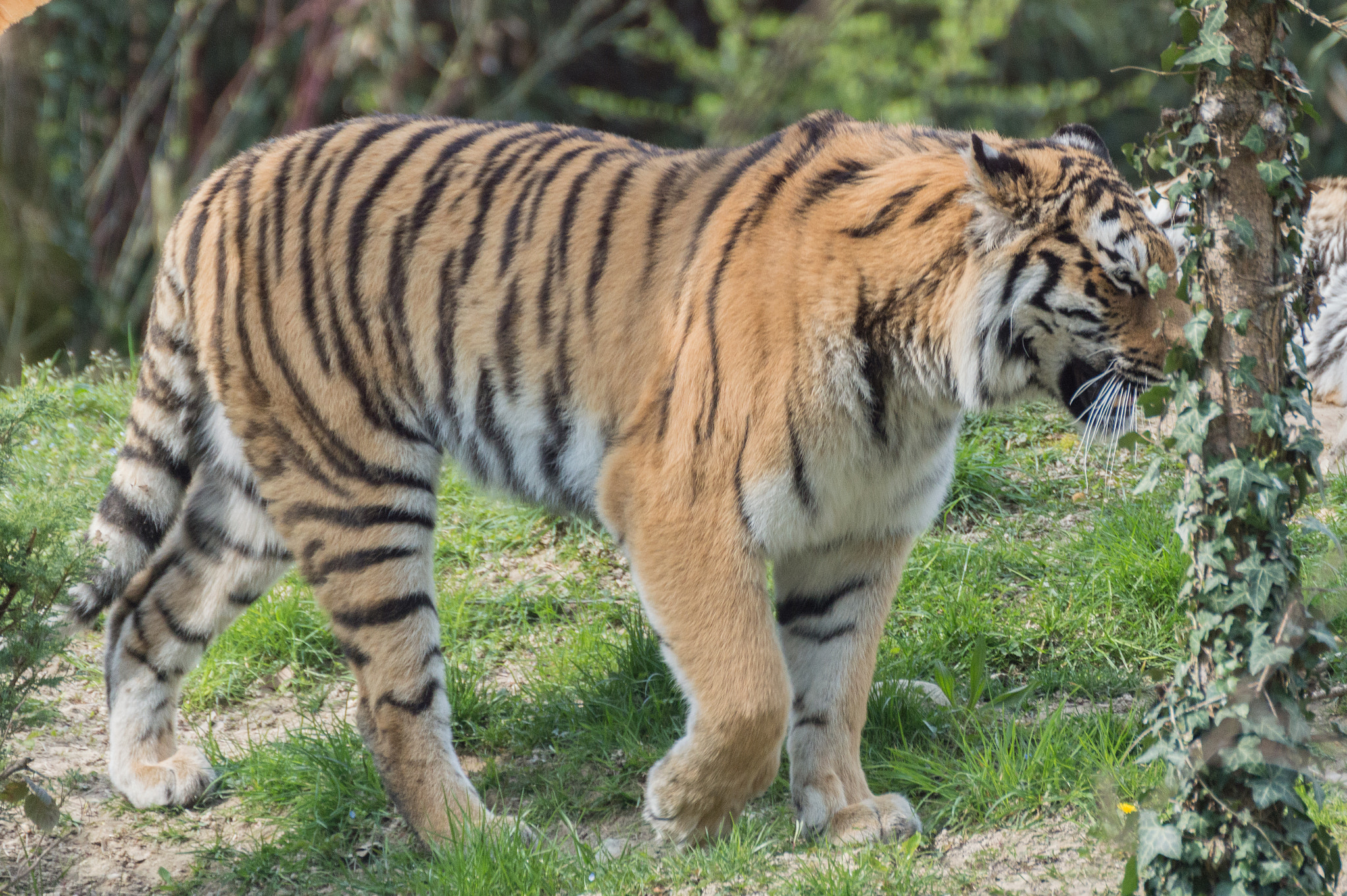 Nikon D3200 sample photo. Panthera tigris altaica photography