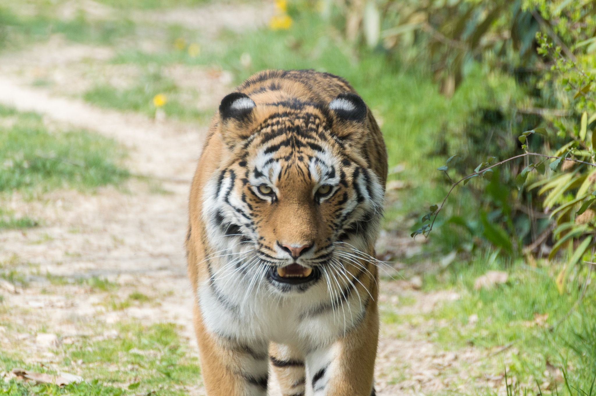 Nikon D3200 sample photo. Panthera tigris altaica photography