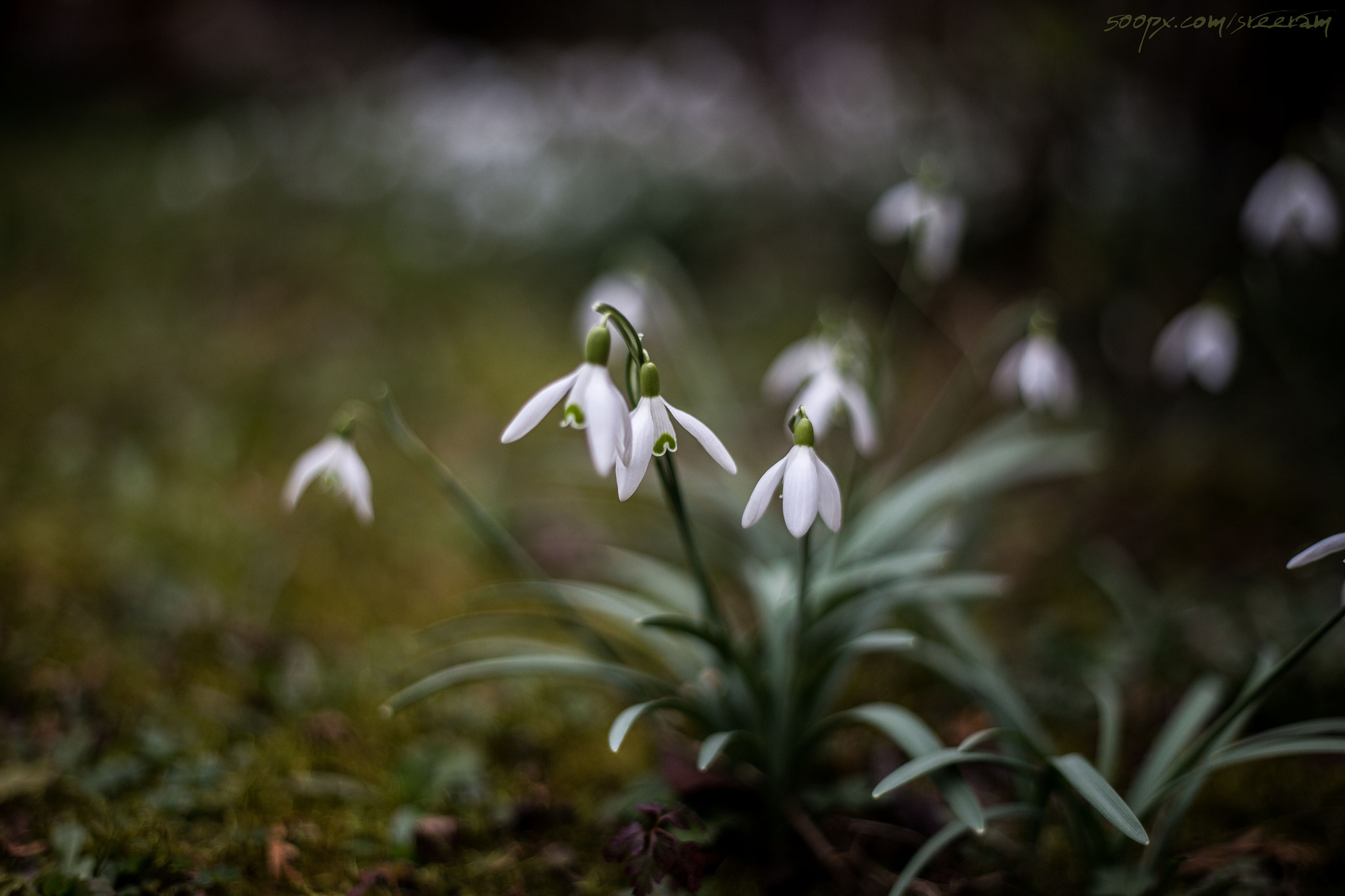 Canon EOS 6D + Canon EF 50mm f/1.8 sample photo. Spring (in germany)?! photography