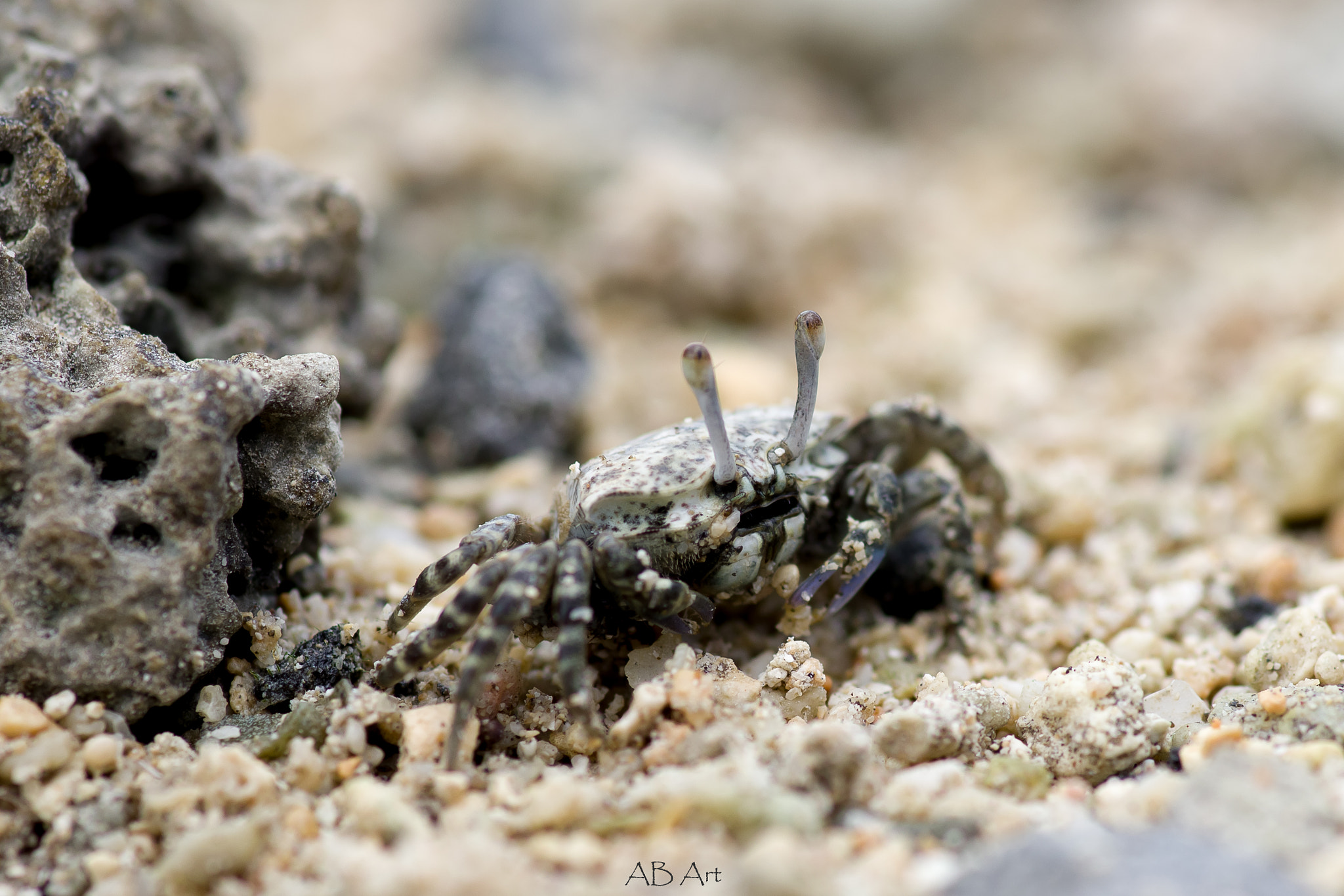 Pentax smc D-FA 100mm F2.8 Macro WR sample photo. Krebs photography