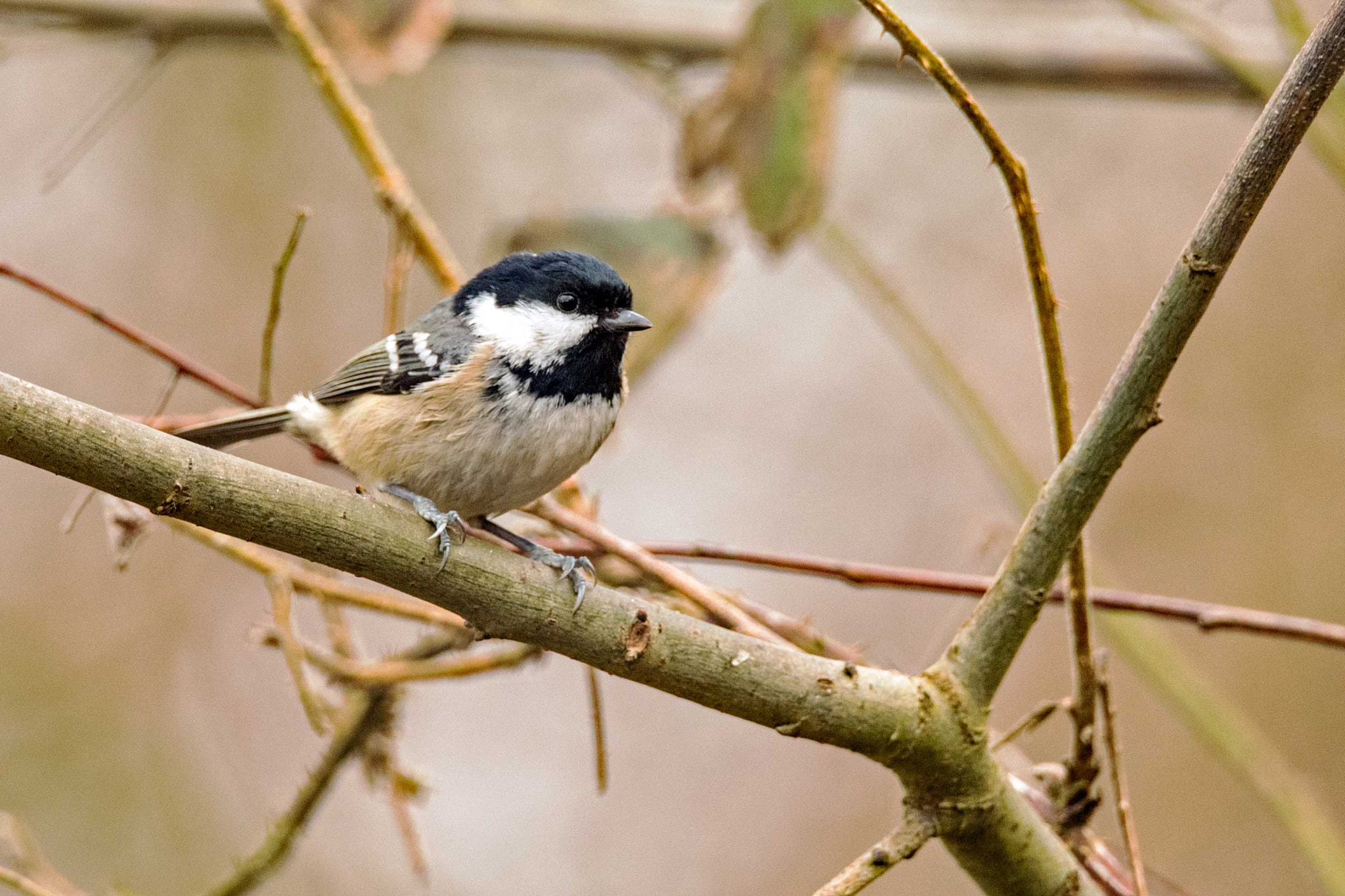Sigma 150-600mm F5-6.3 DG OS HSM | S sample photo. Coaltit photography
