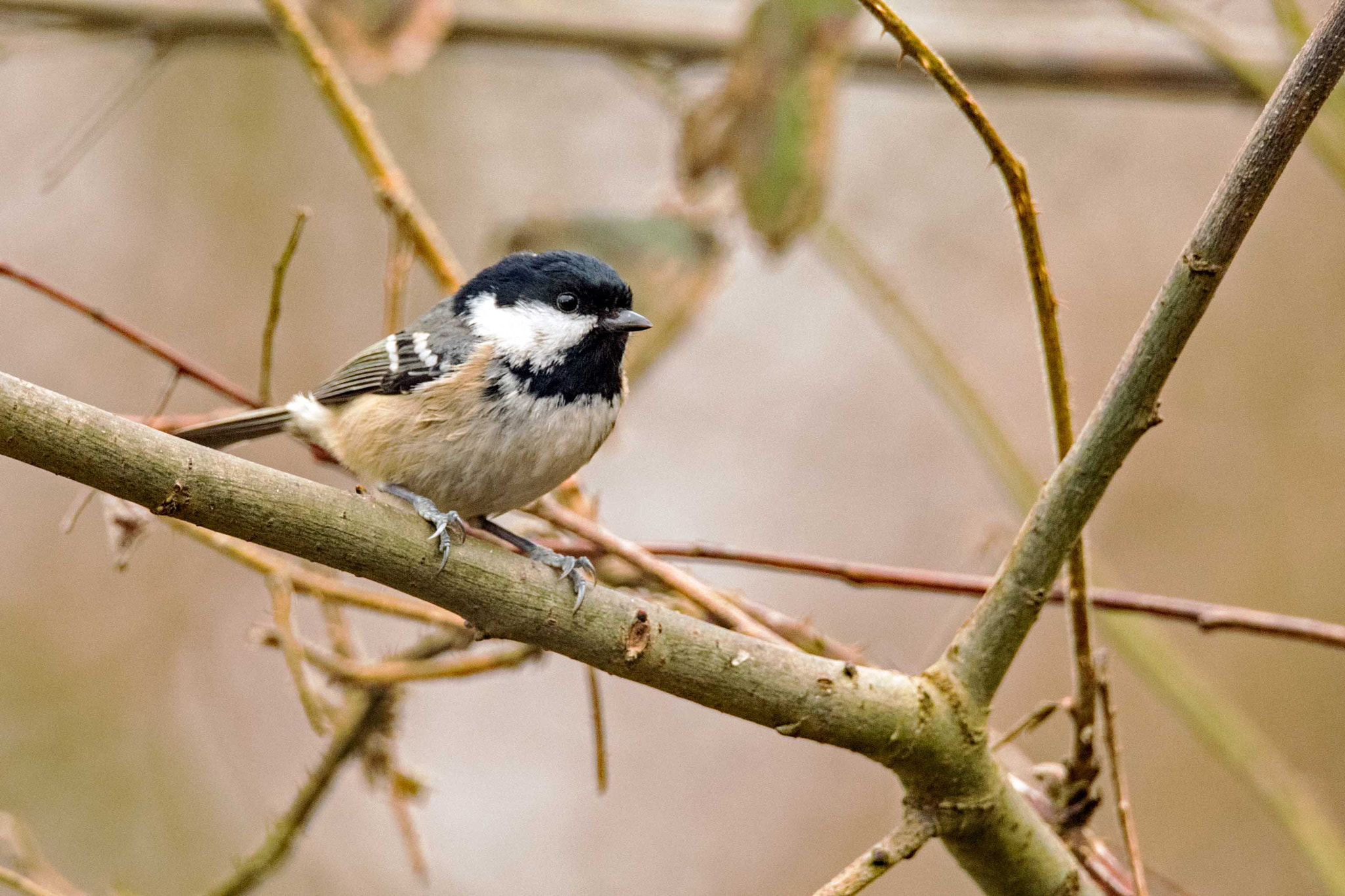 Nikon D750 + Sigma 150-600mm F5-6.3 DG OS HSM | S sample photo. Coaltit photography