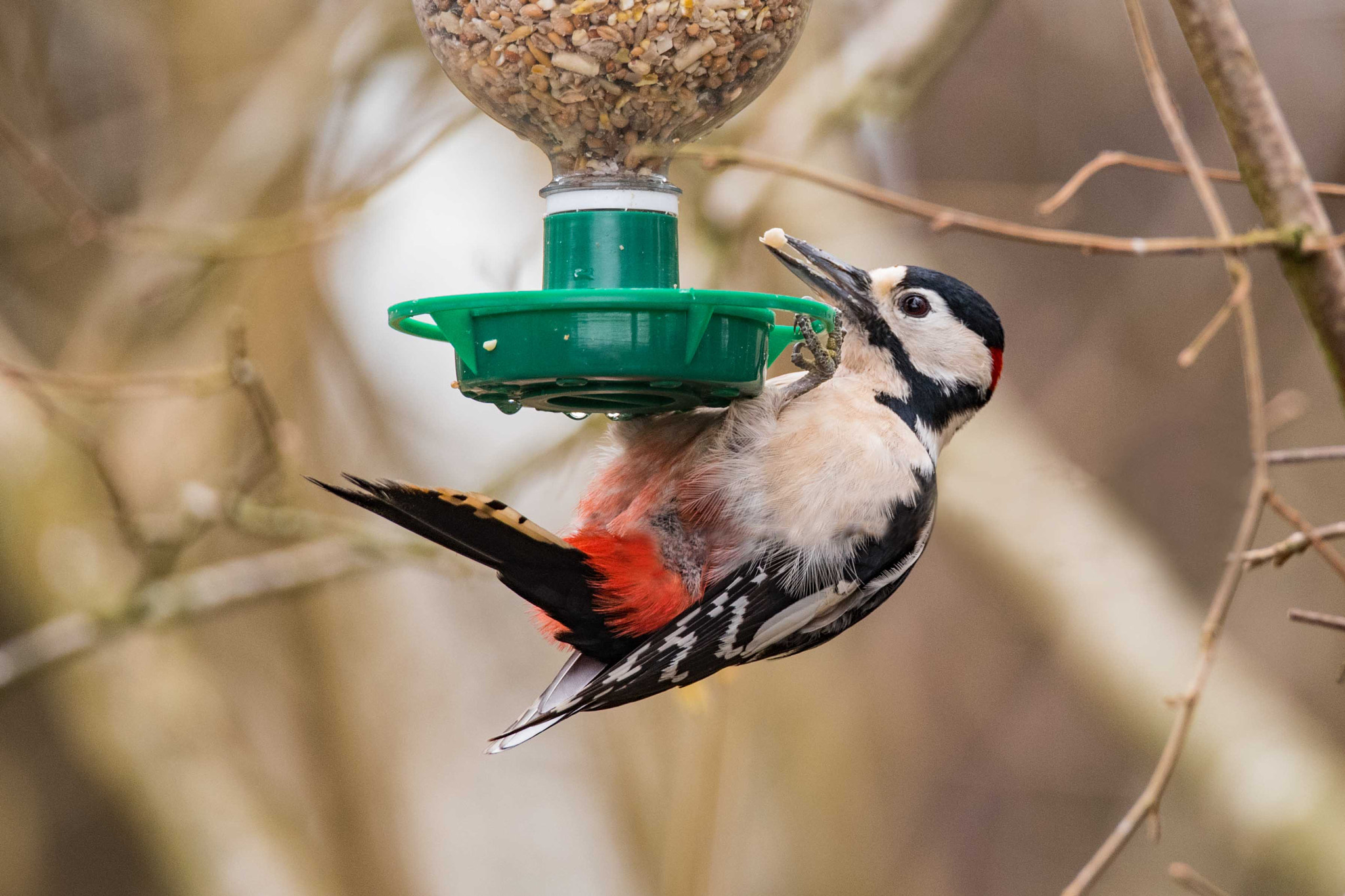 Nikon D750 + Sigma 150-600mm F5-6.3 DG OS HSM | S sample photo. Greedy male greater spotted woodpecker photography
