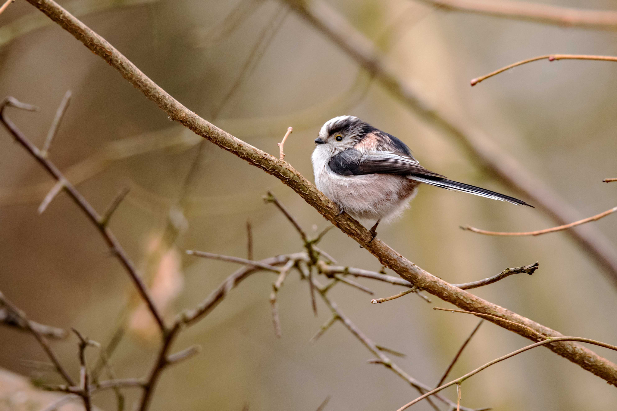 Nikon D750 + Sigma 150-600mm F5-6.3 DG OS HSM | S sample photo. Long tailed tit photography