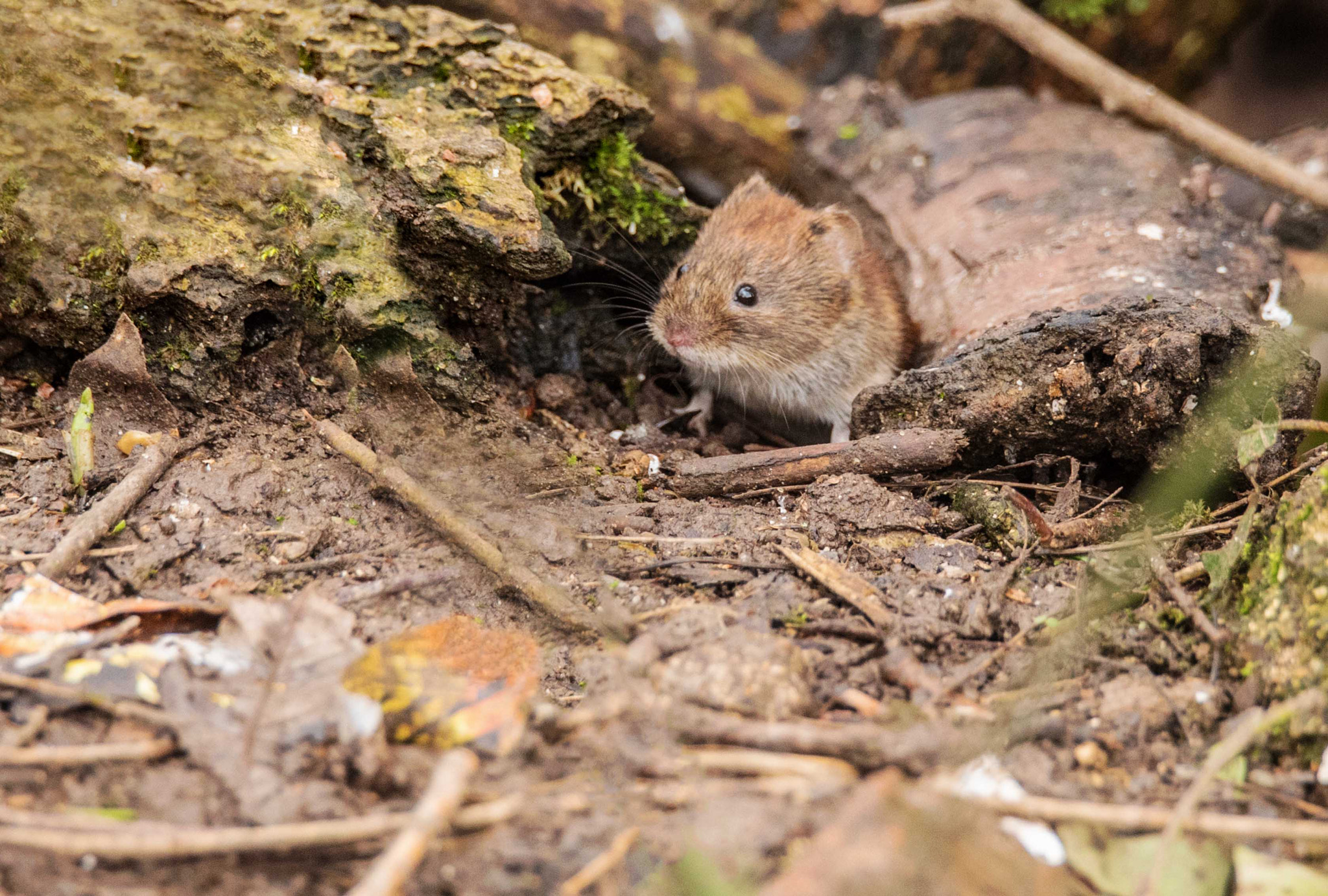 Nikon D750 + Sigma 150-600mm F5-6.3 DG OS HSM | S sample photo. Bank vole photography