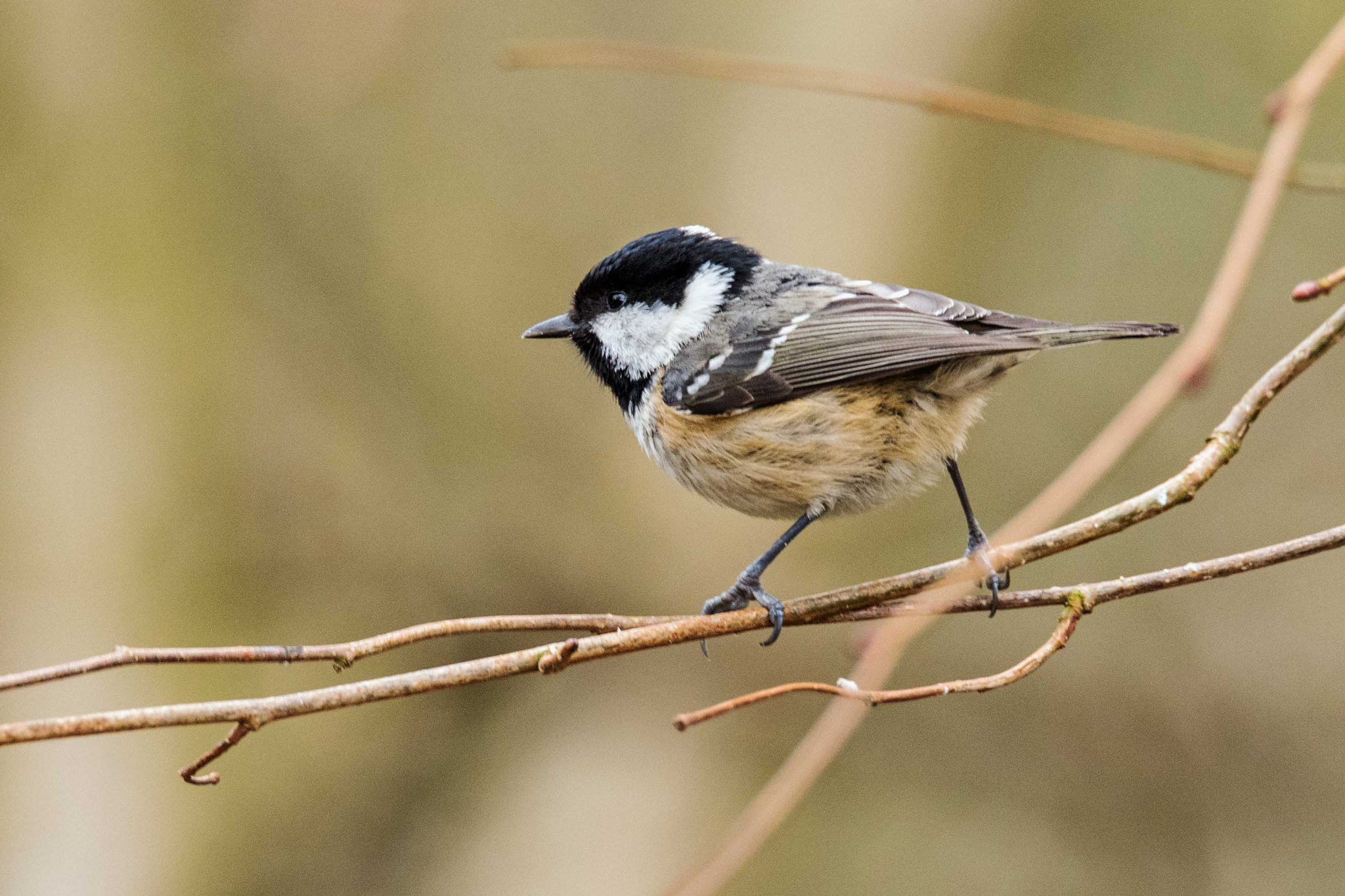 Nikon D750 + Sigma 150-600mm F5-6.3 DG OS HSM | S sample photo. Coaltit photography