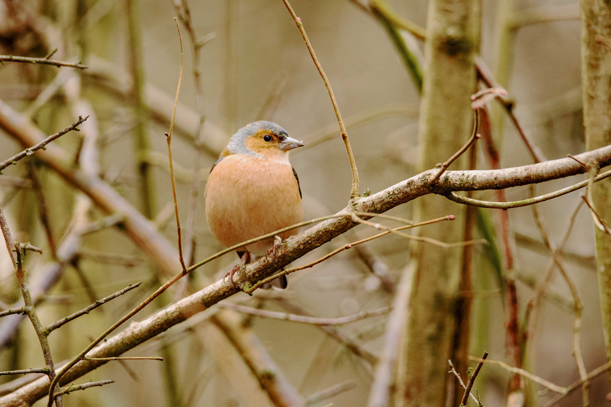 Sigma 150-600mm F5-6.3 DG OS HSM | S sample photo. If i push my chest out i'll look mean photography