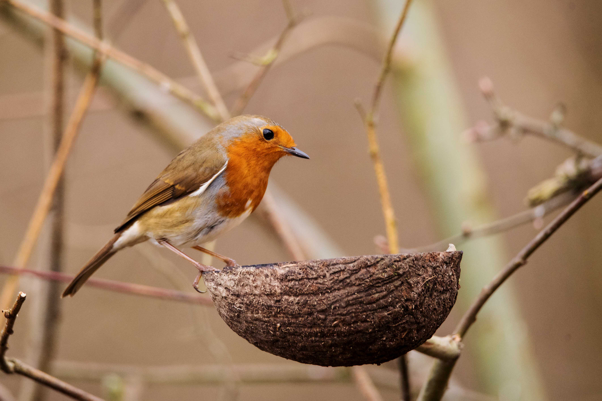 Sigma 150-600mm F5-6.3 DG OS HSM | S sample photo. Please sir can i have some more photography