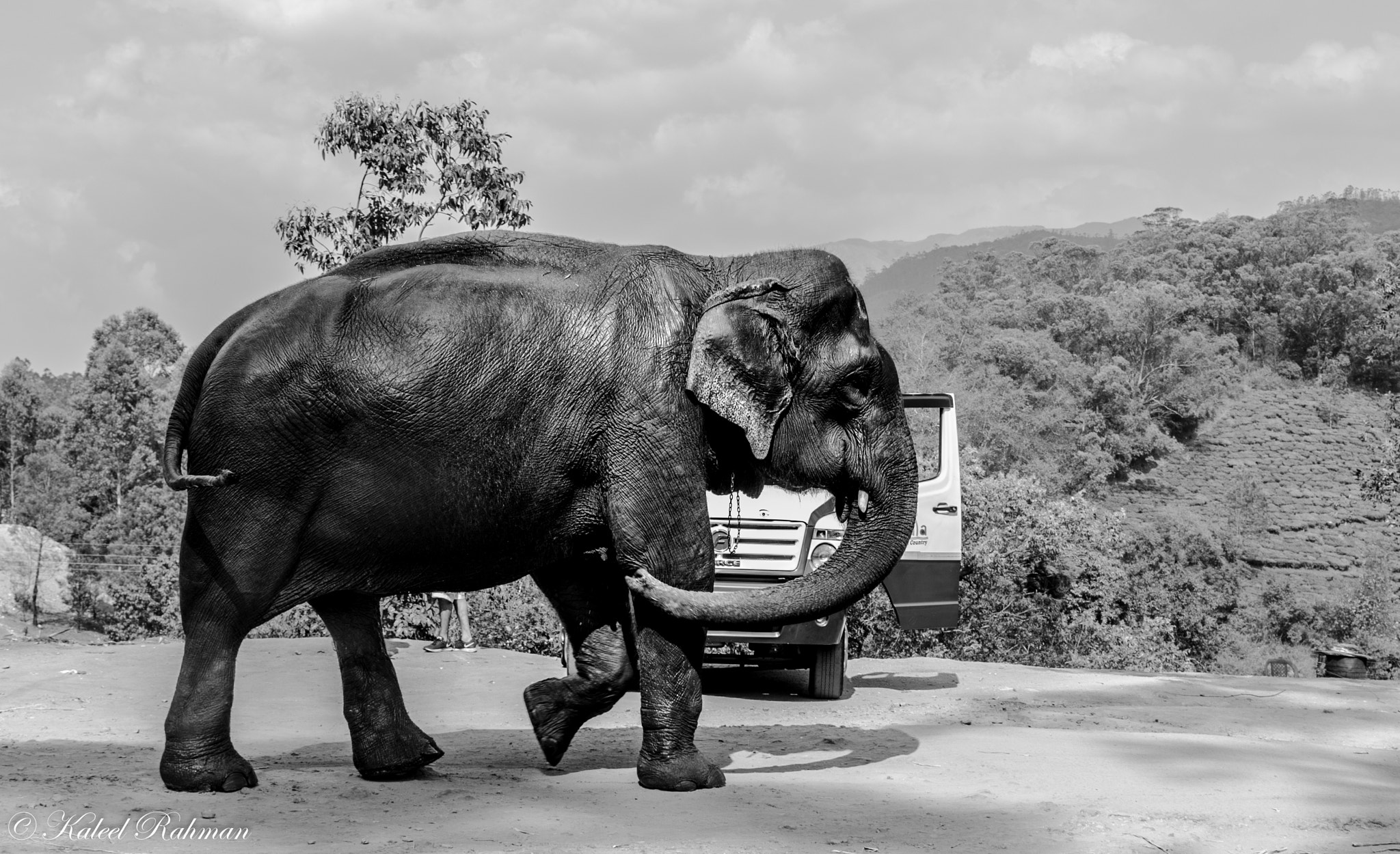 Nikon D750 + Nikon AF-S DX Nikkor 35mm F1.8G sample photo. Indian elephant photography