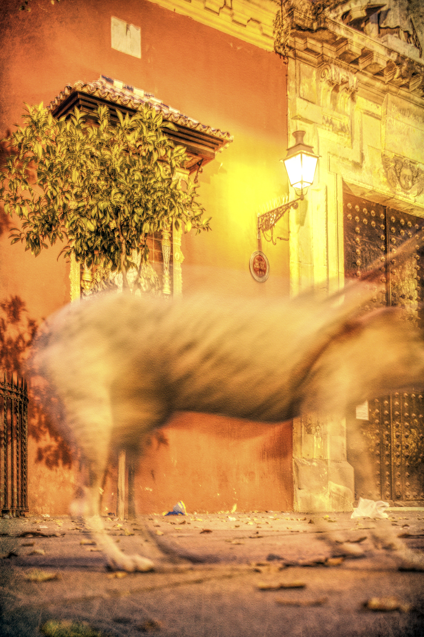 Canon EOS-1Ds Mark III + Canon TS-E 45mm F2.8 Tilt-Shift sample photo. Tied dog, san lorenzo square, seville, spain photography