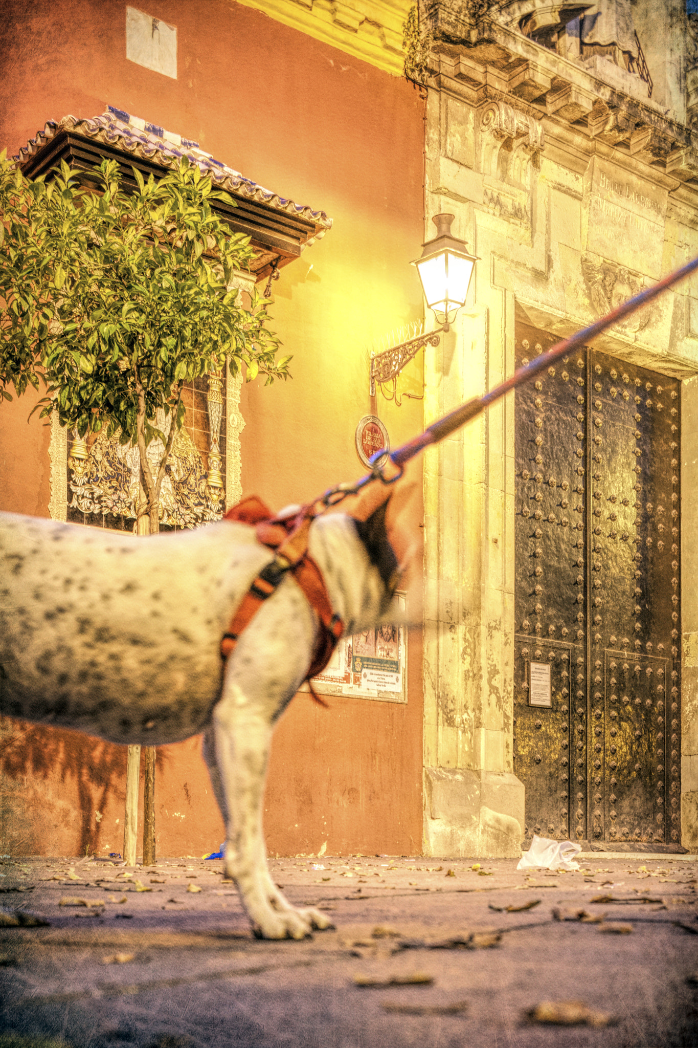 Canon TS-E 45mm F2.8 Tilt-Shift sample photo. Tied dog, san lorenzo square, seville, spain photography