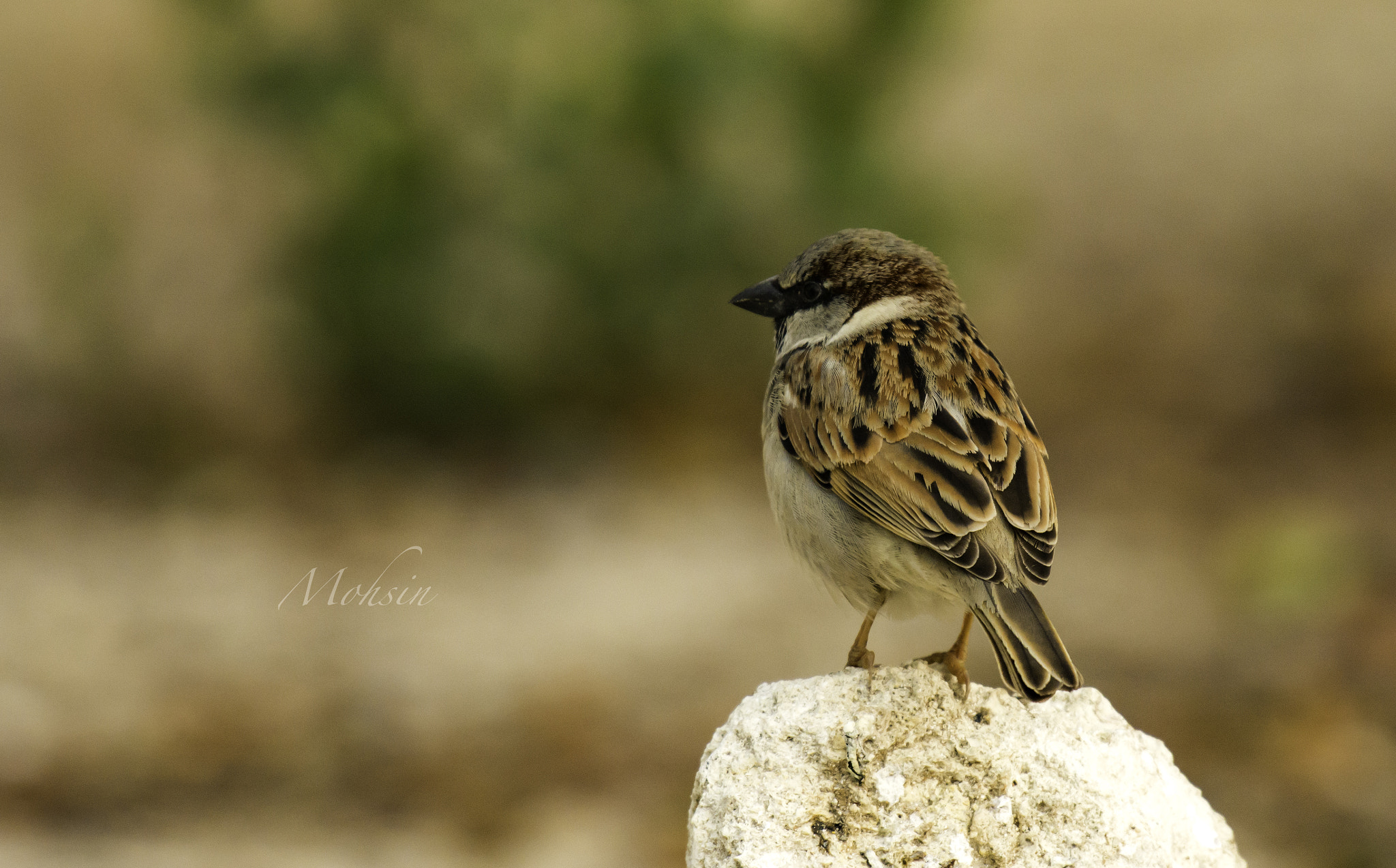 Nikon AF-S Nikkor 200-500mm F5.6E ED VR sample photo. Sunbath photography