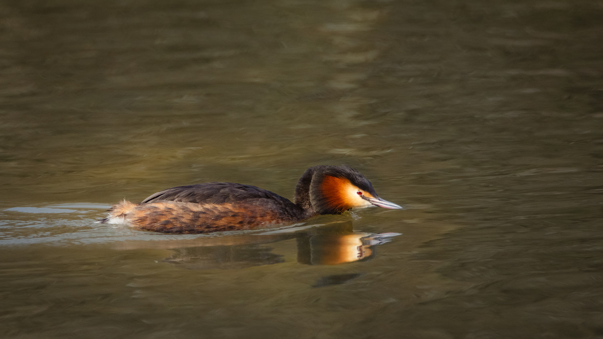 Tamron SP 150-600mm F5-6.3 Di VC USD sample photo. Search mode photography