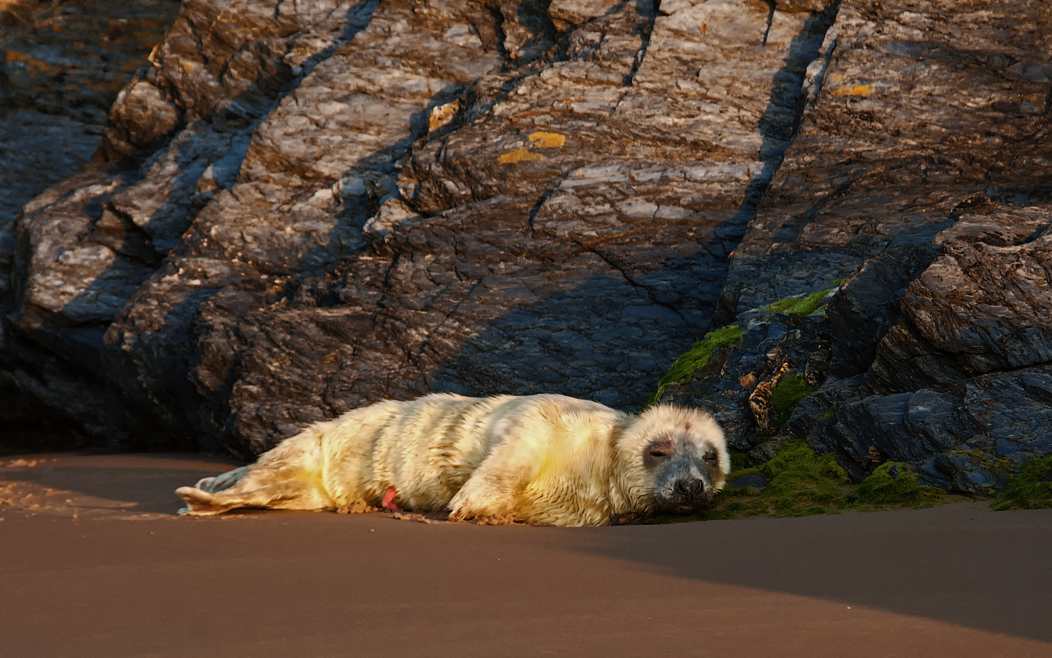 Nikon D60 + Sigma 18-200mm F3.5-6.3 DC OS HSM sample photo. Baby seal enjoying the sunrise photography