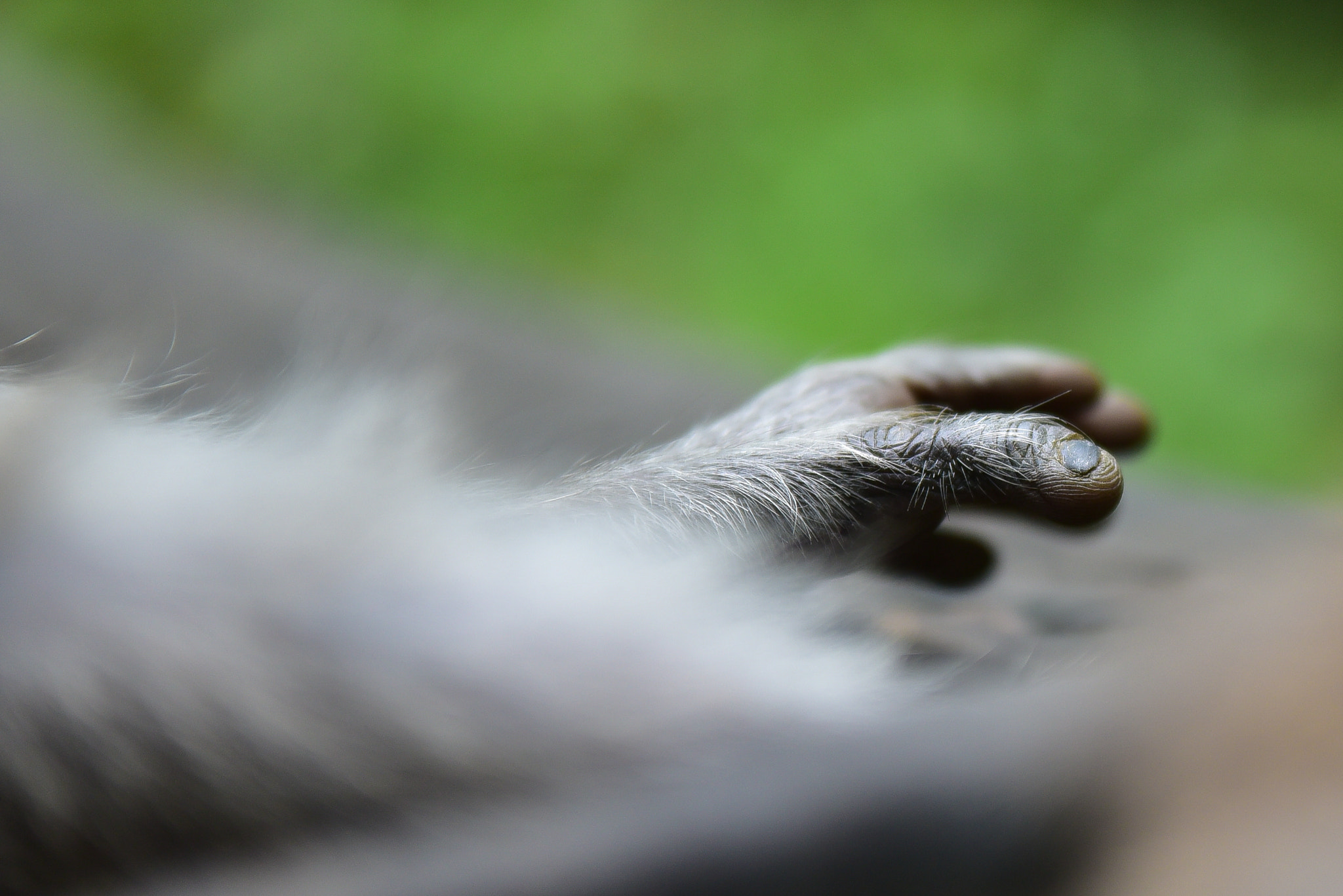 Sigma 70-200mm F2.8 EX DG OS HSM sample photo. Monkey hands photography