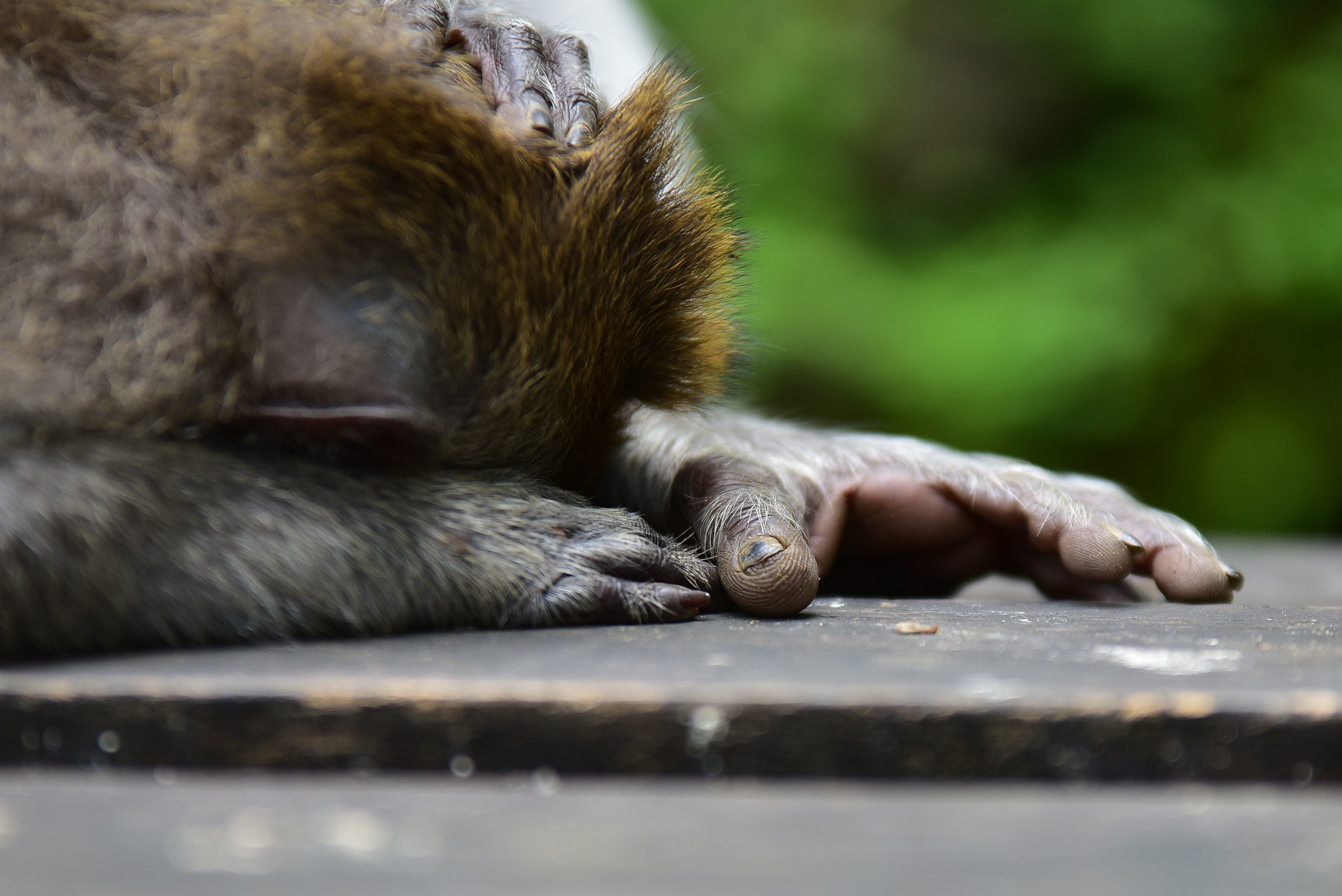 Sigma 70-200mm F2.8 EX DG OS HSM sample photo. Monkey hands photography