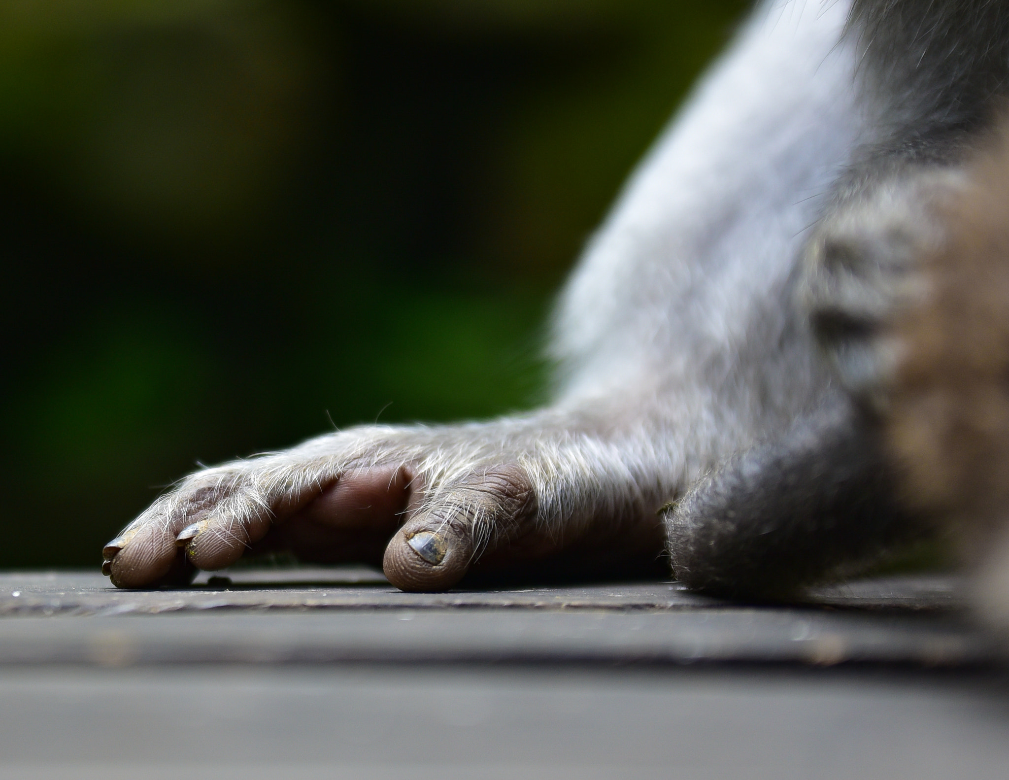 Sigma 70-200mm F2.8 EX DG OS HSM sample photo. Monkey hands photography
