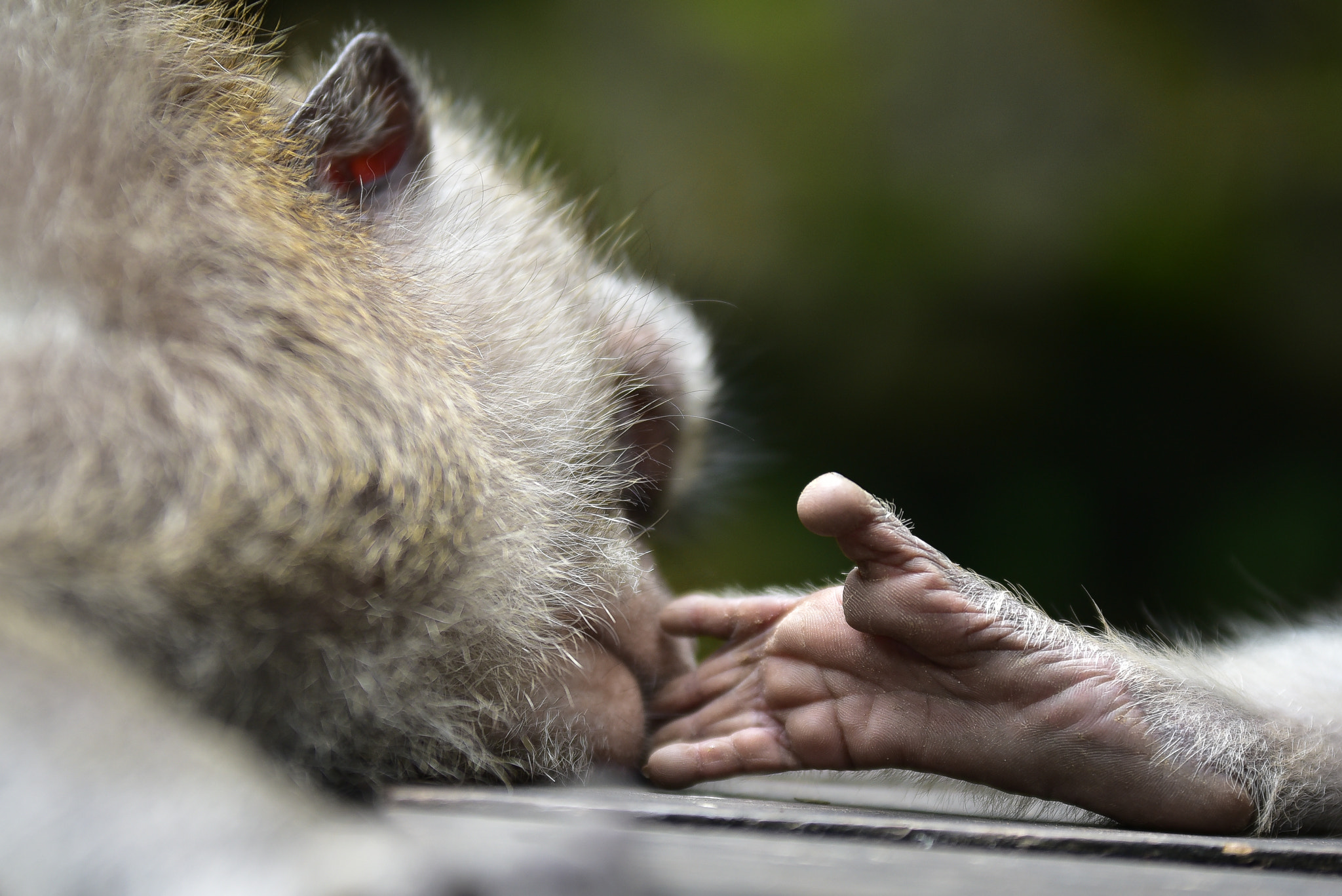 Sigma 70-200mm F2.8 EX DG OS HSM sample photo. Monkey hands photography