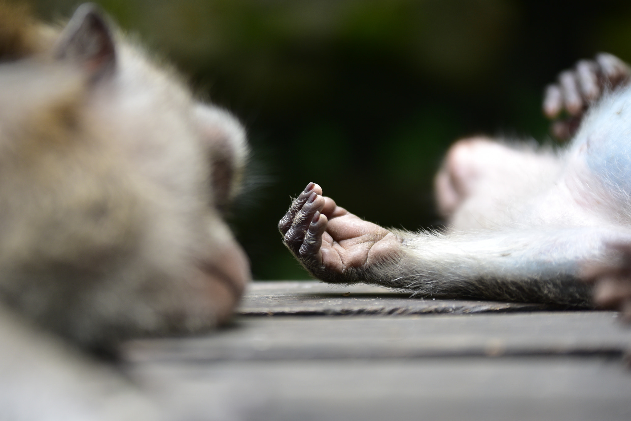 Sigma 70-200mm F2.8 EX DG OS HSM sample photo. Monkey hands photography