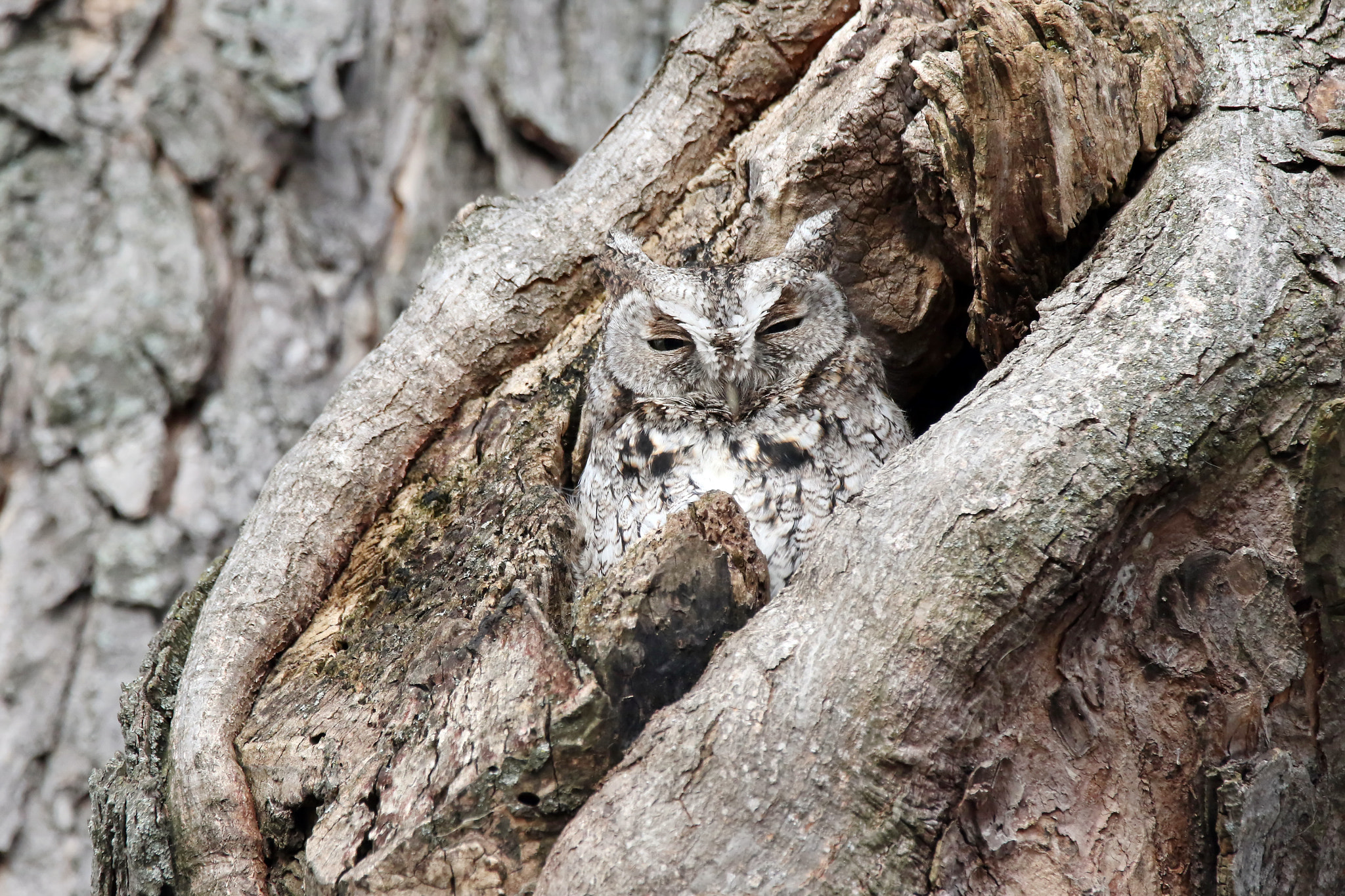 150-600mm F5-6.3 DG OS HSM | Contemporary 015 sample photo. Eastern screech owl photography