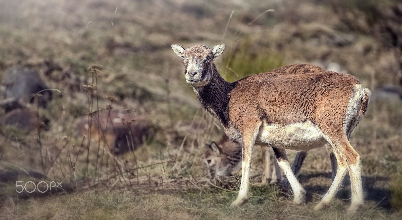Canon EF 300mm f/2.8L + 1.4x sample photo. Mouflon - wild mouflon photography