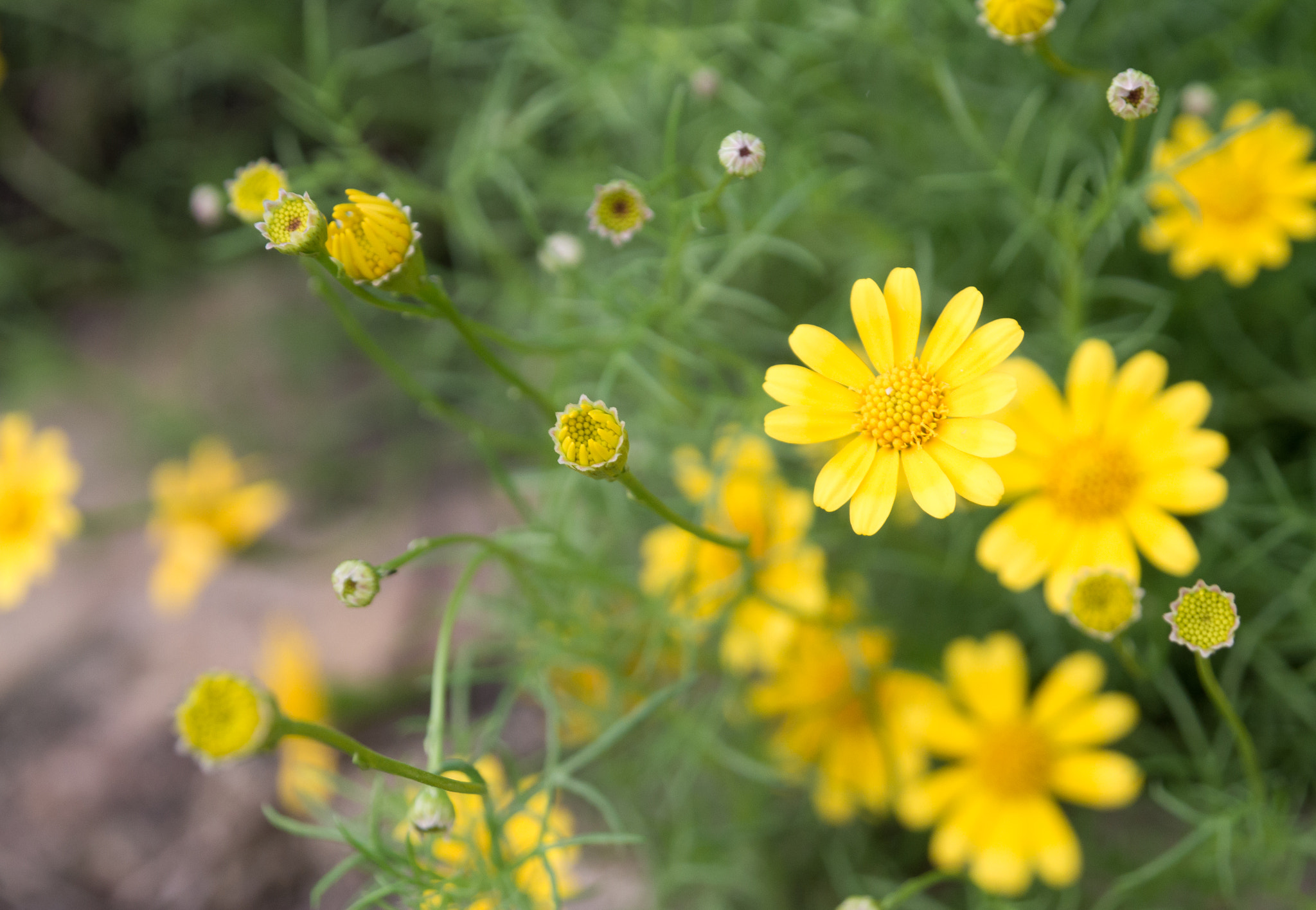 Olympus OM-D E-M10 II sample photo