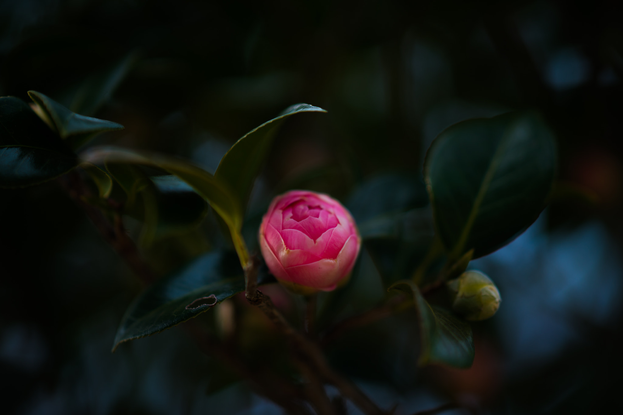 Sony a7R II + Sony Sonnar T* 135mm F1.8 ZA sample photo. Embryo photography