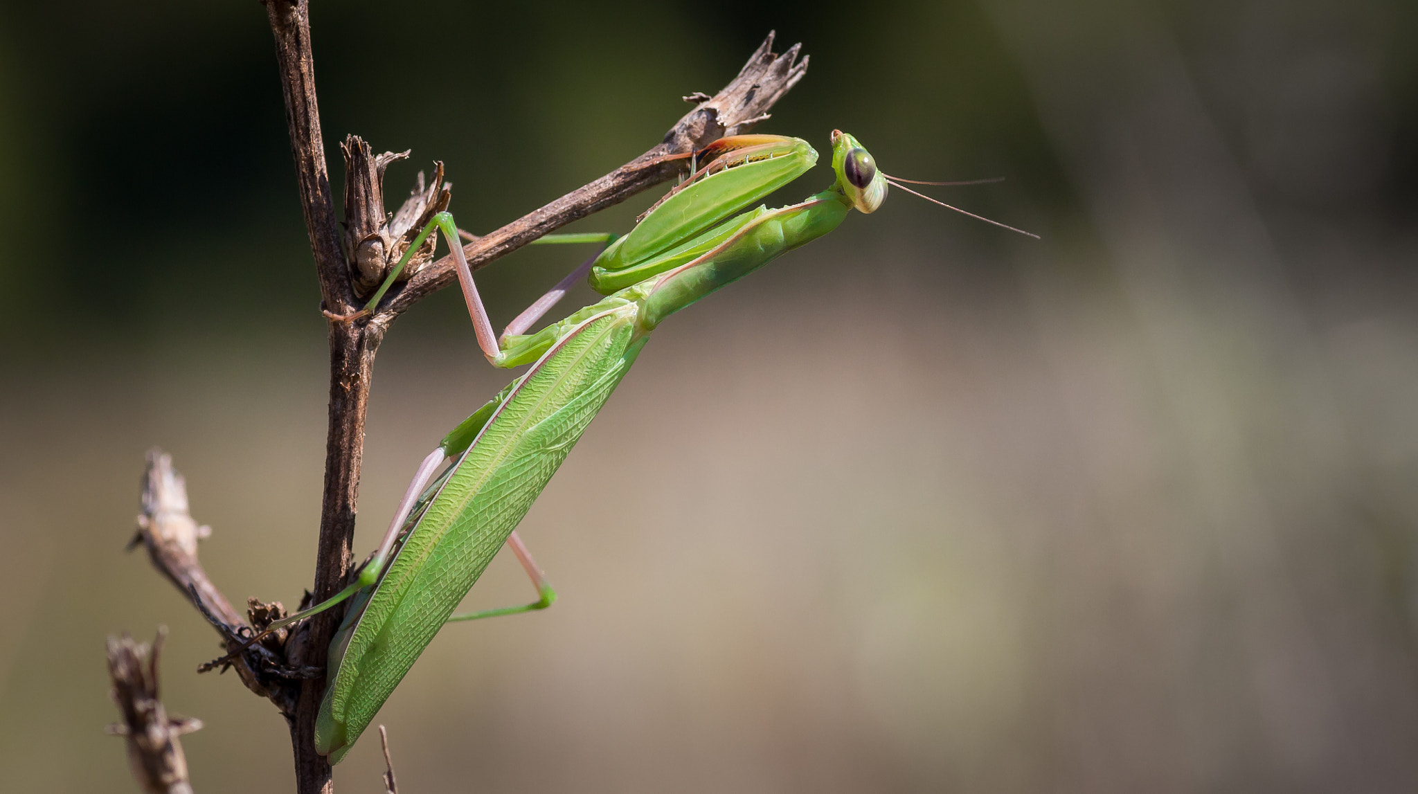 Canon EOS 650D (EOS Rebel T4i / EOS Kiss X6i) + Tamron SP AF 90mm F2.8 Di Macro sample photo. Mantis photography