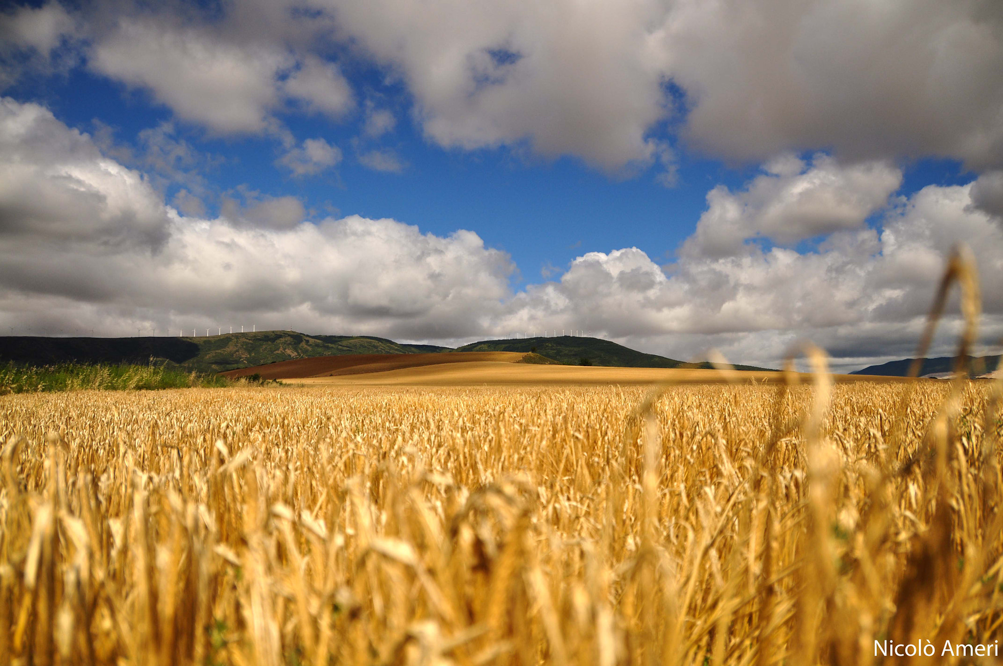 Sigma 18-250mm F3.5-6.3 DC OS HSM sample photo. Wheat field photography