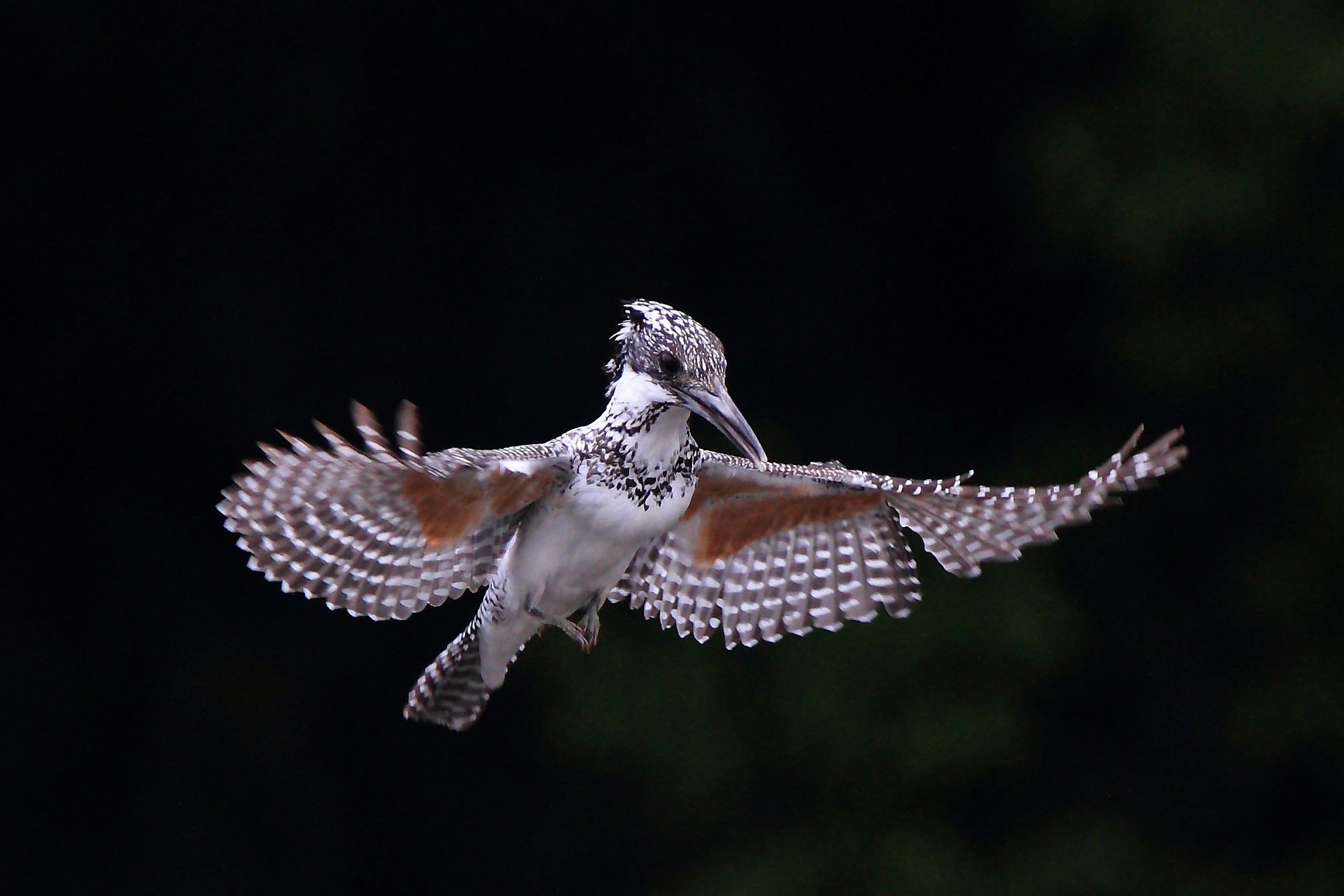 Canon EOS 7D + Canon EF 400mm F4.0 DO IS USM sample photo. Megaceryle lugubris photography