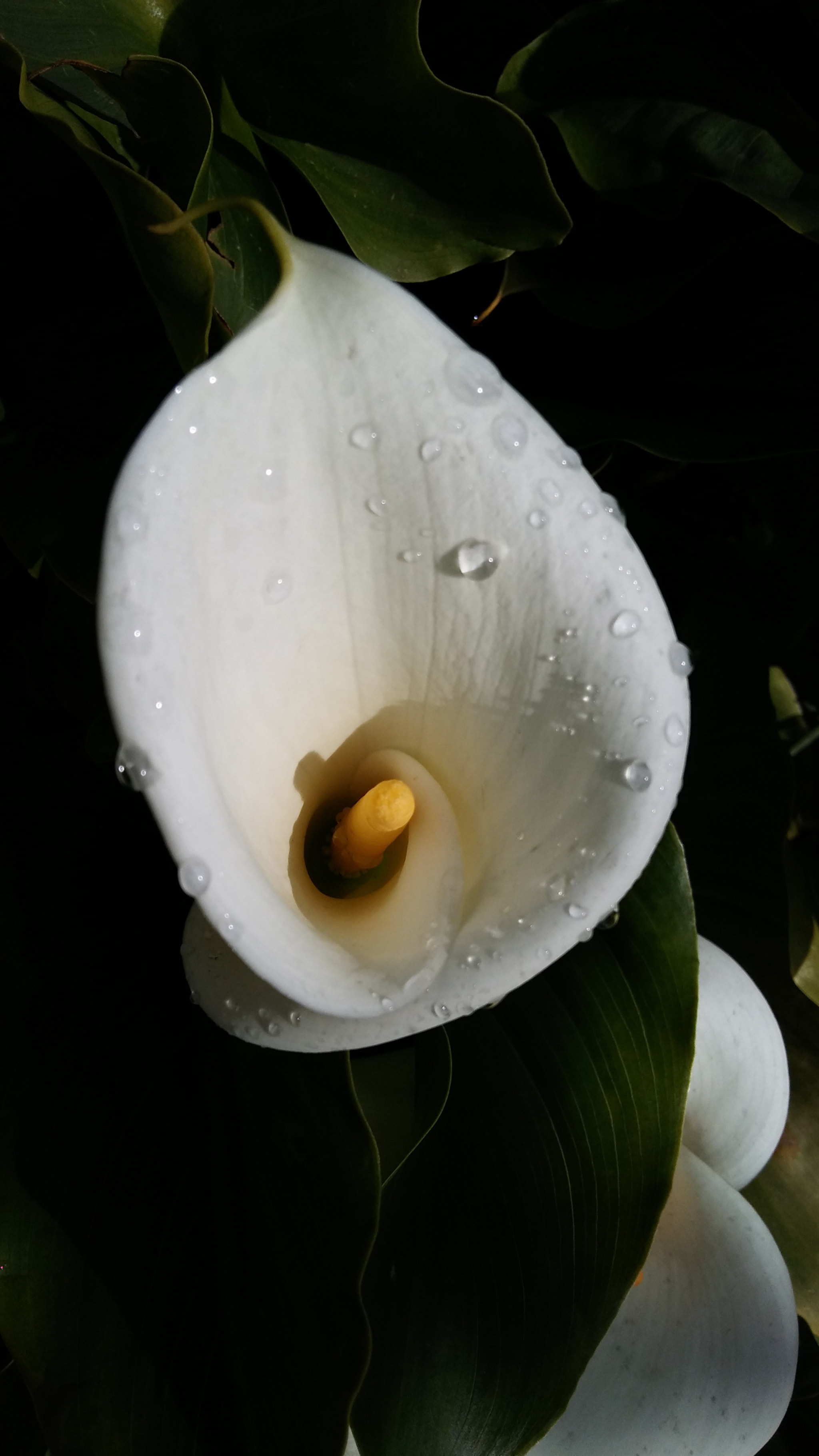 LG K10 sample photo