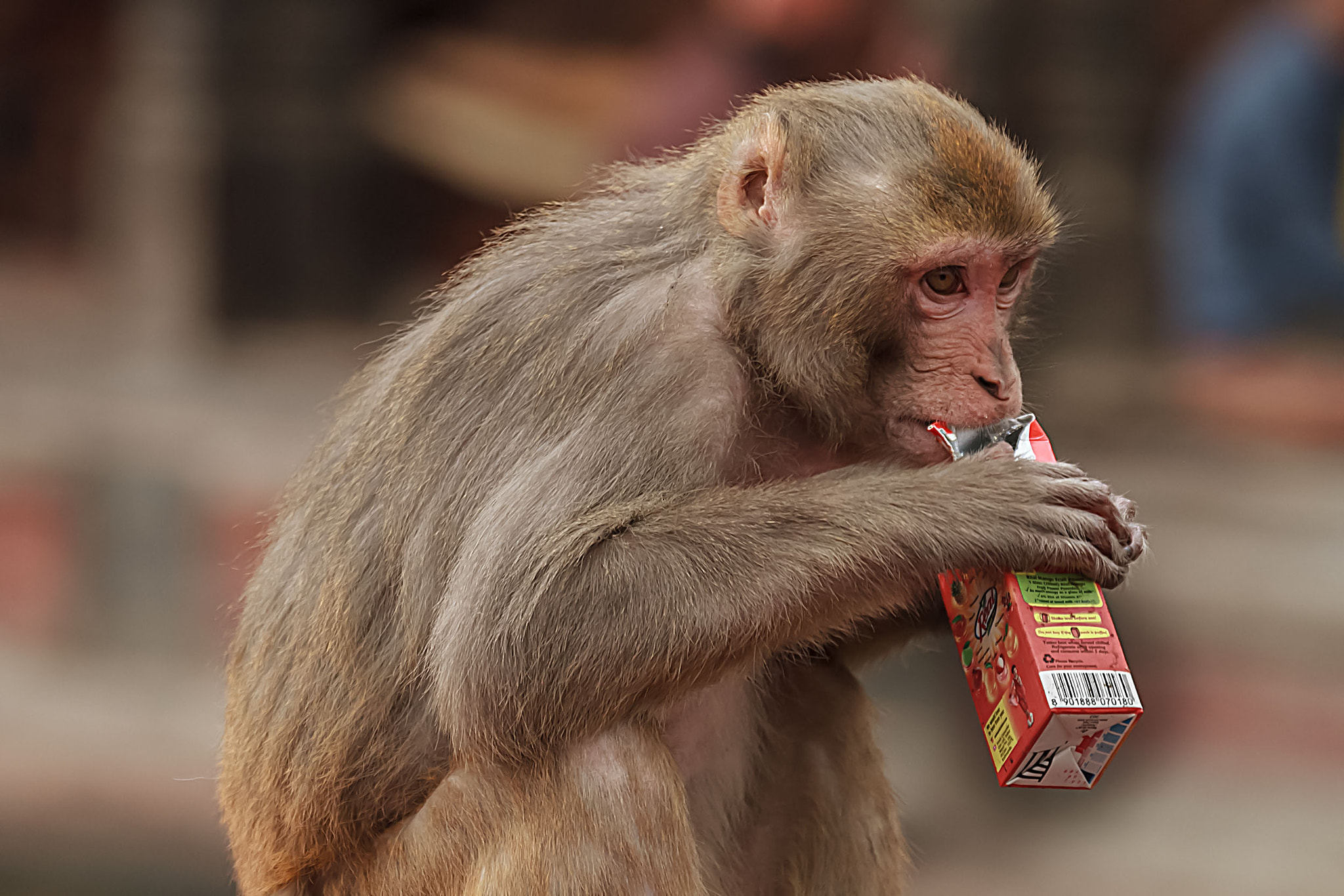 Canon EF 70-300mm F4-5.6L IS USM sample photo. Monkey photography